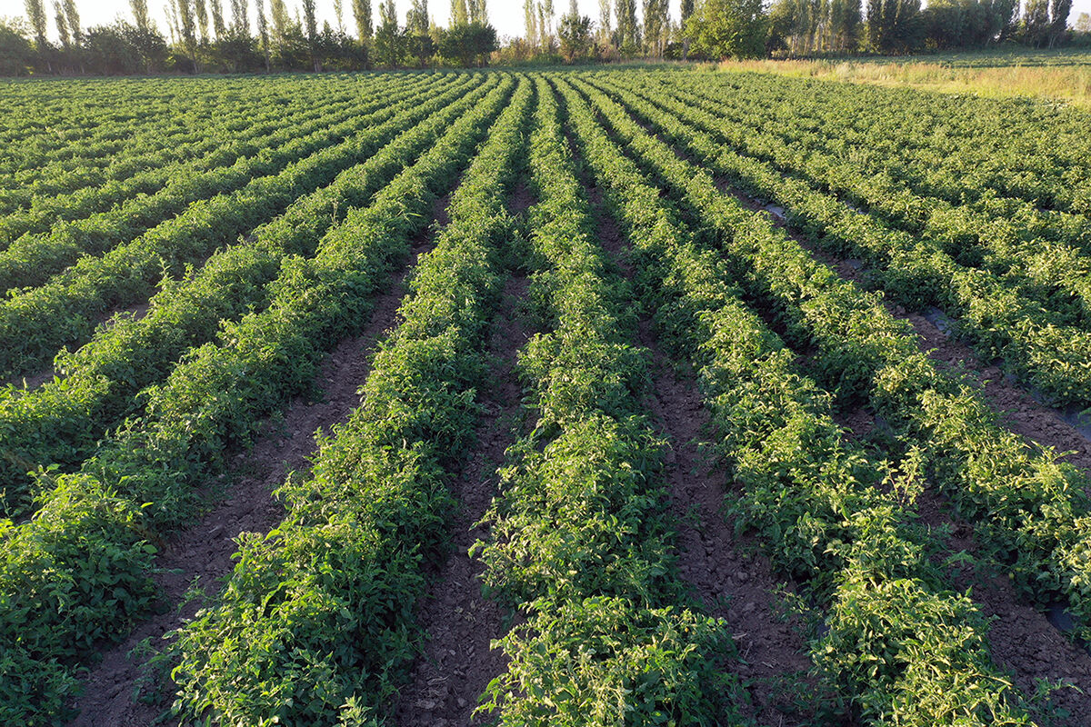 Ata mirasına sahip çıktı, topraktan bereket fışkırdı! Tonlarca organik meyve, sebze hasat edilmeyi bekliyor - 2. Resim
