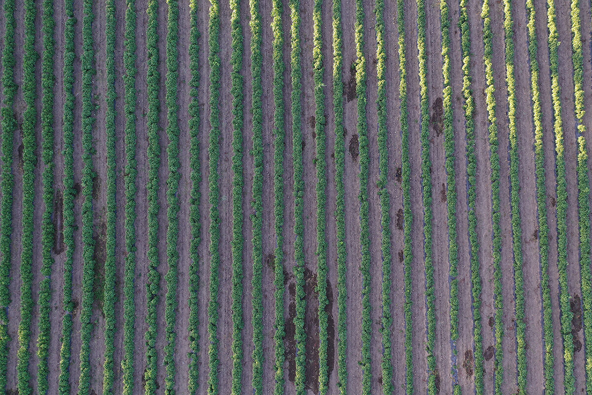 Ata mirasına sahip çıktı, topraktan bereket fışkırdı! Tonlarca organik meyve, sebze hasat edilmeyi bekliyor - 6. Resim