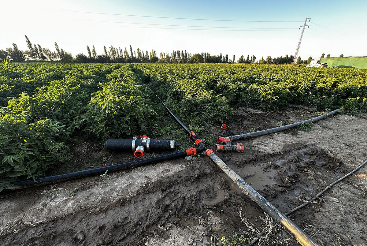 Ata mirasına sahip çıktı, topraktan bereket fışkırdı! Tonlarca organik meyve, sebze hasat edilmeyi bekliyor - 5. Resim