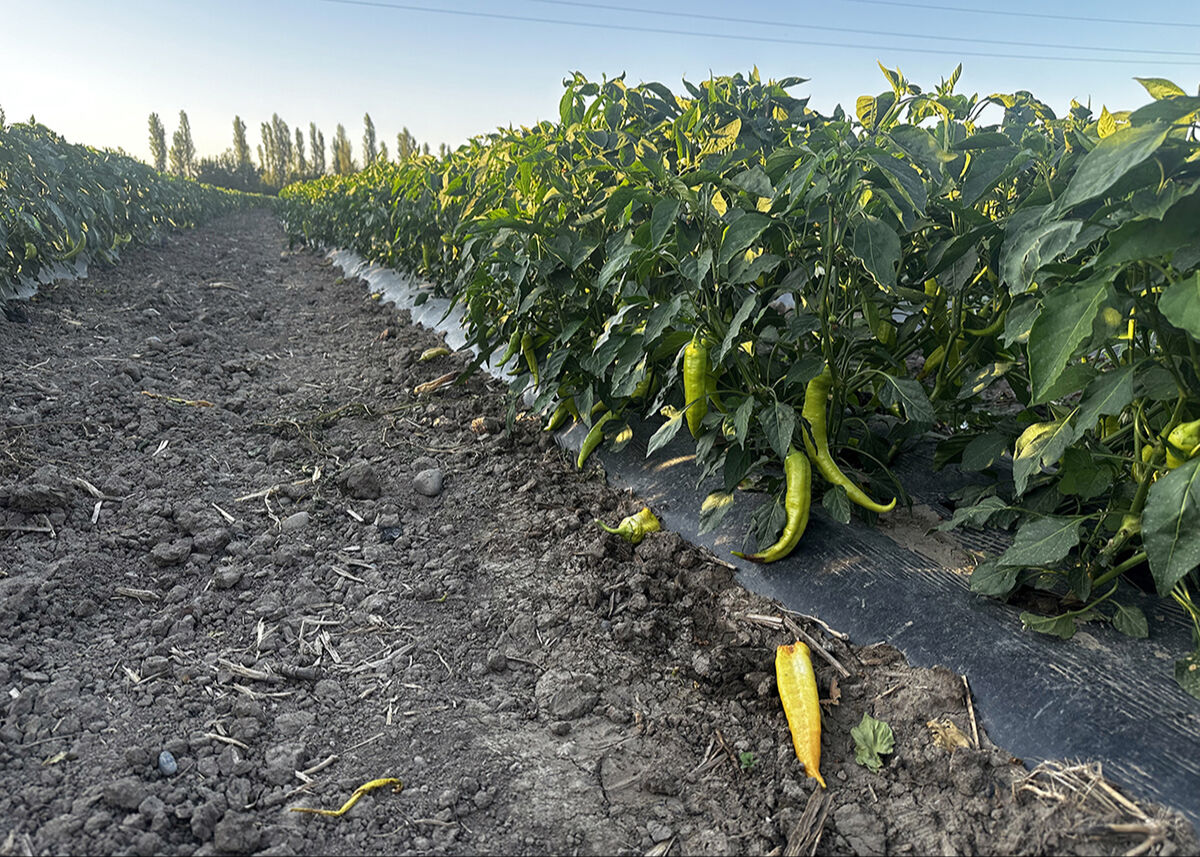 Ata mirasına sahip çıktı, topraktan bereket fışkırdı! Tonlarca organik meyve, sebze hasat edilmeyi bekliyor - 4. Resim