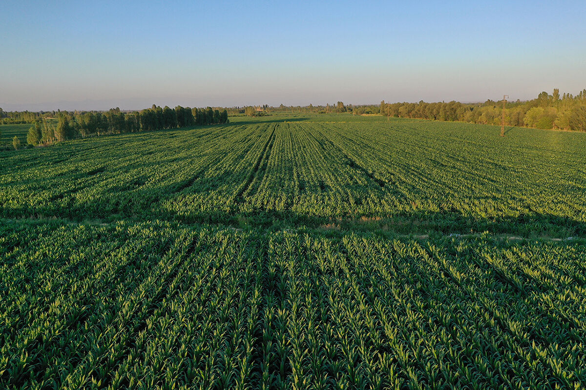 Ata mirasına sahip çıktı, topraktan bereket fışkırdı! Tonlarca organik meyve, sebze hasat edilmeyi bekliyor - 3. Resim