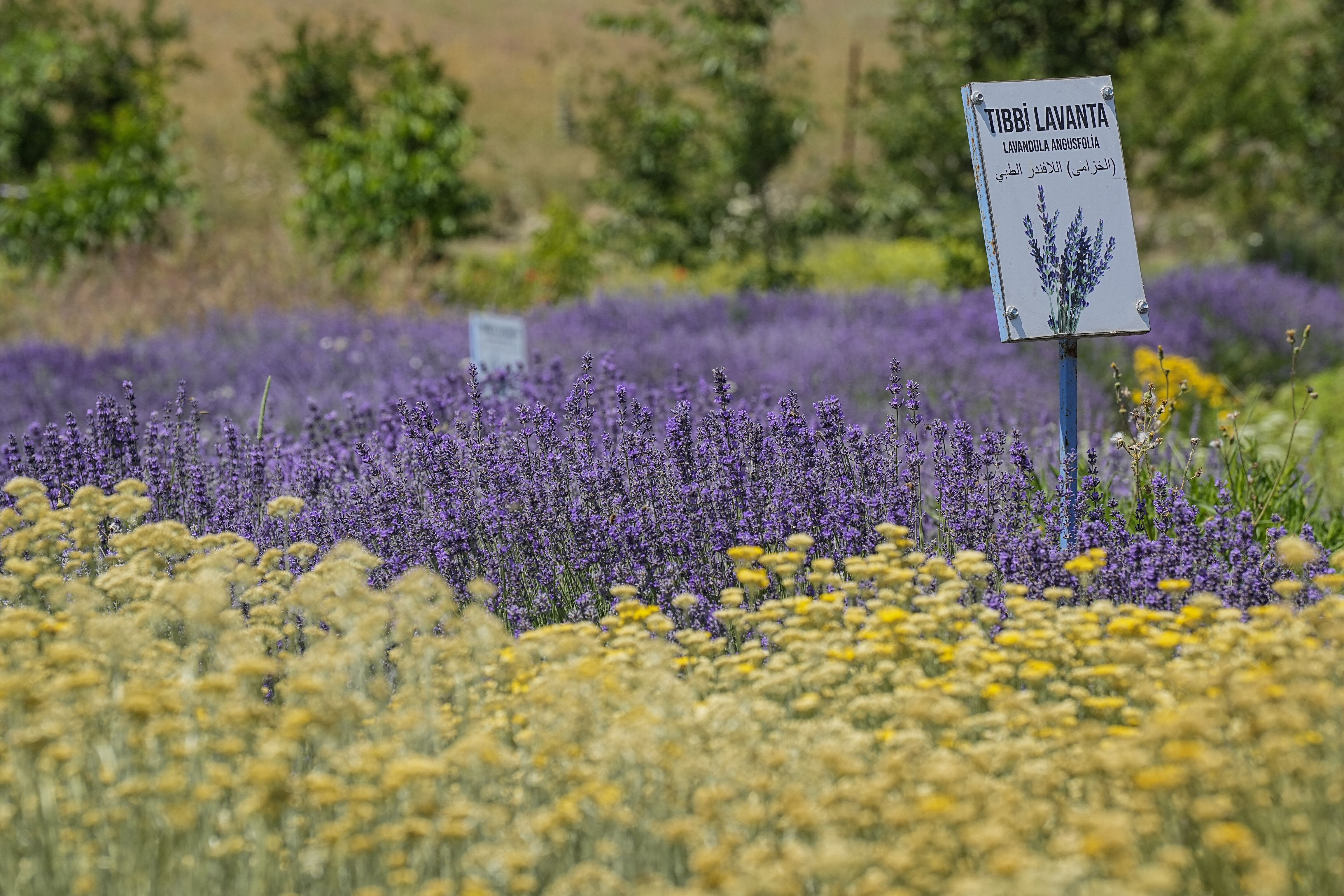 Doktor 10 dönümlük araziye kurdu! 75'in üzerinde çeşit var, turist akınına uğruyor - 2. Resim
