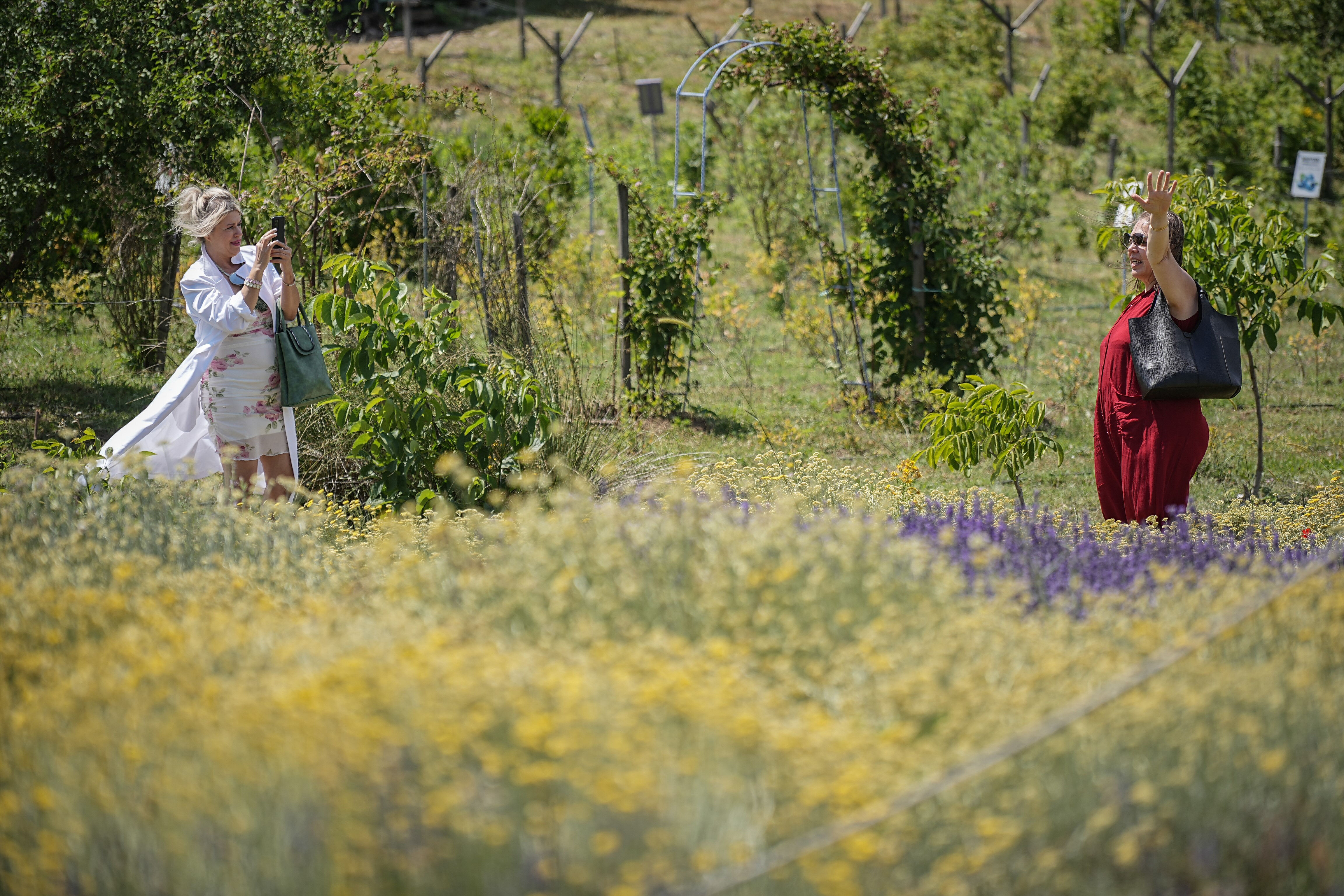 Doktor 10 dönümlük araziye kurdu! 75'in üzerinde çeşit var, turist akınına uğruyor - 1. Resim