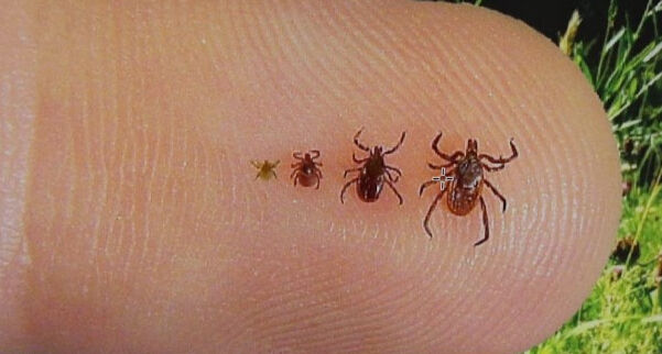 Sıcak hava hepsini harekete geçirdi! Bir tanesi 10 bin yumurta bırakıyor, ölüme sebep oluyorlar - 1. Resim