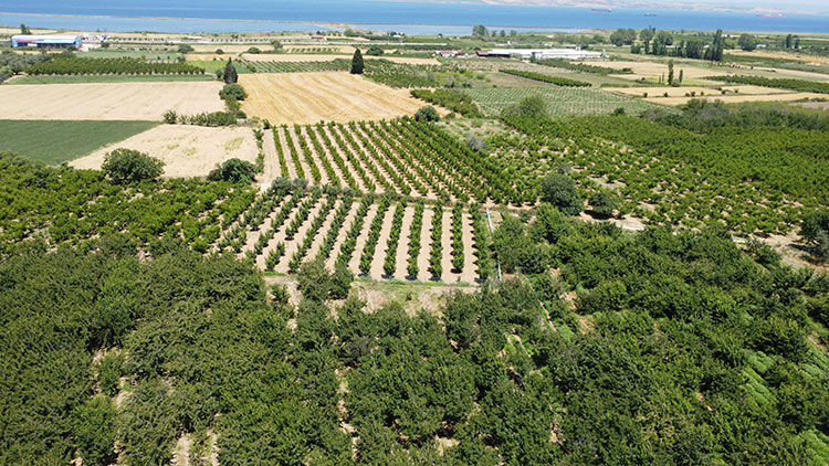 Tanesi 22 gram, çay bardağına sığmıyor! Avrupa ve ABD 'Lapseki devi'nin peşinde - 1. Resim