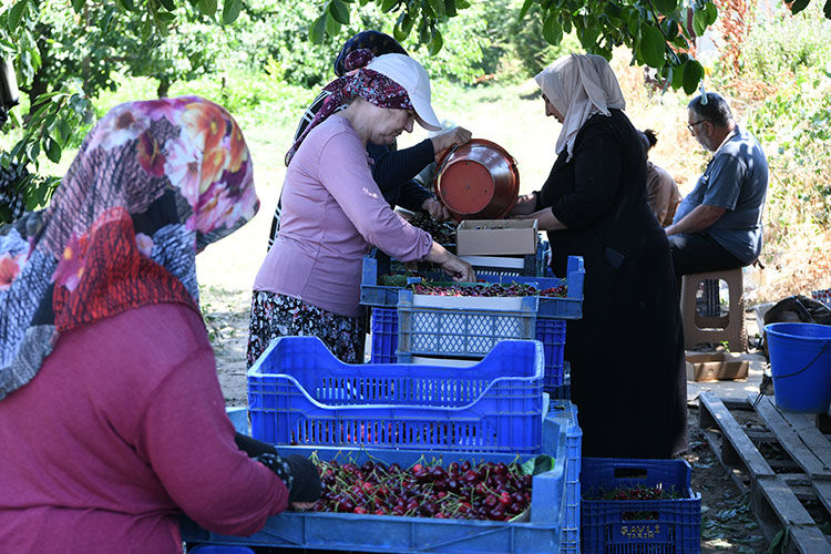 Tanesi 22 gram, çay bardağına sığmıyor! Avrupa ve ABD 'Lapseki devi'nin peşinde - 3. Resim