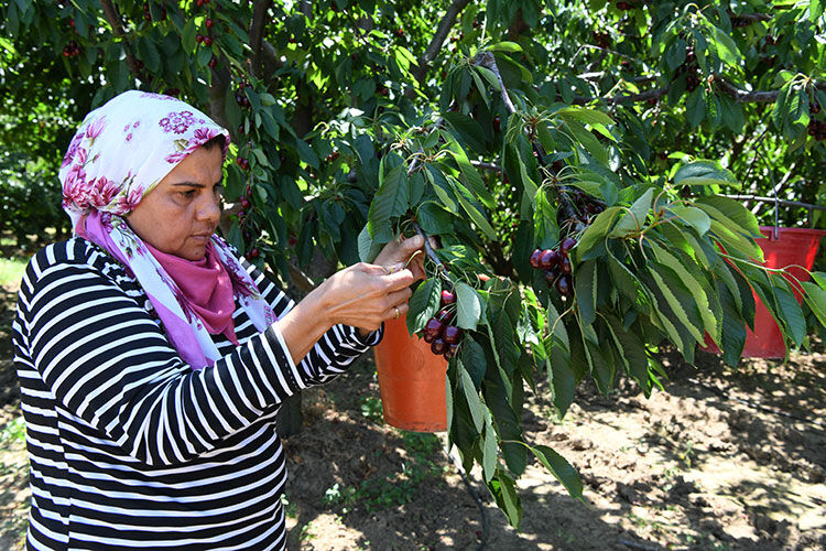 Tanesi 22 gram, çay bardağına sığmıyor! Avrupa ve ABD 'Lapseki devi'nin peşinde - 4. Resim