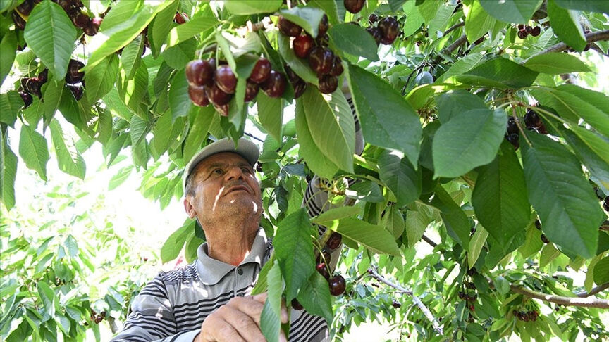 Tanesi 22 gram, çay bardağına sığmıyor! Avrupa ve ABD 'Lapseki devi'nin peşinde - 2. Resim