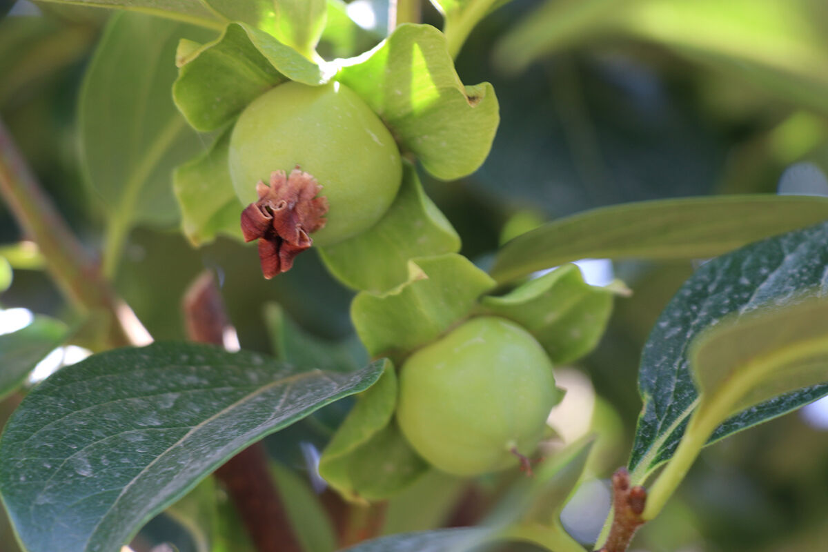 Yetişmez sanıldı, 4 yıllık sabır meyvesini verdi! Şimdi binlerce fidan dağıtılacak - 2. Resim
