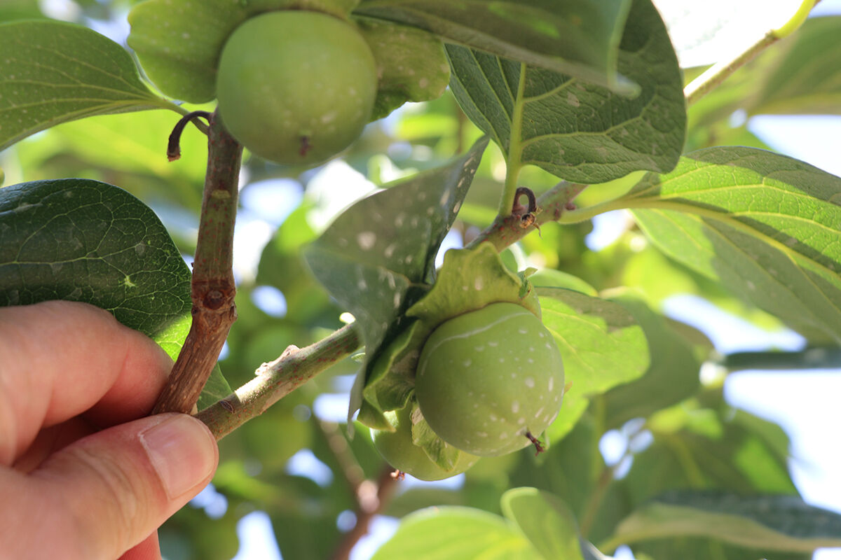 Yetişmez sanıldı, 4 yıllık sabır meyvesini verdi! Şimdi binlerce fidan dağıtılacak - 3. Resim