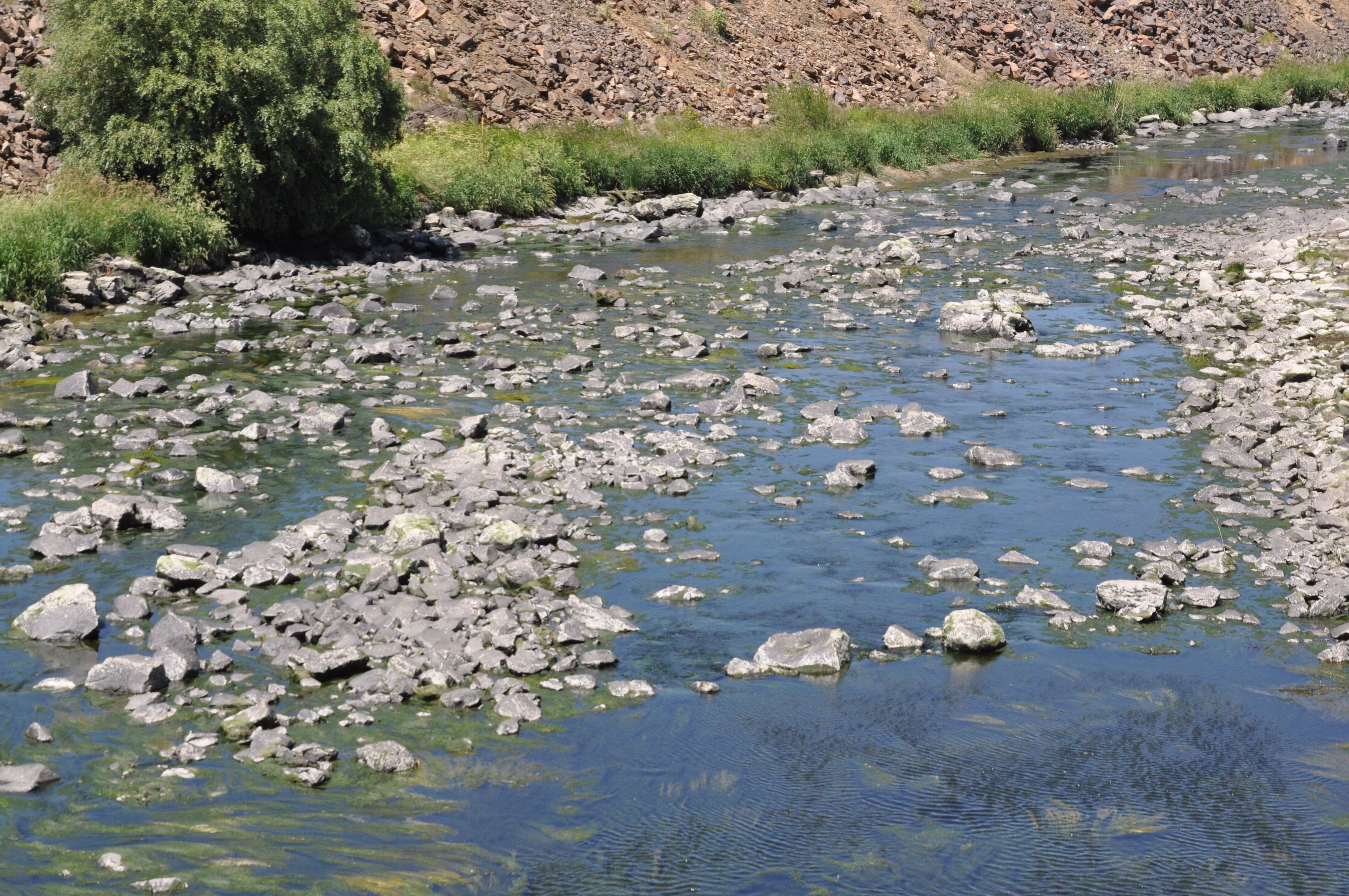 Yüzlerce balık can çekişiyor! Baraj kapağı kapandı, küçücük göletlerde sıkışıp kaldılar - 2. Resim