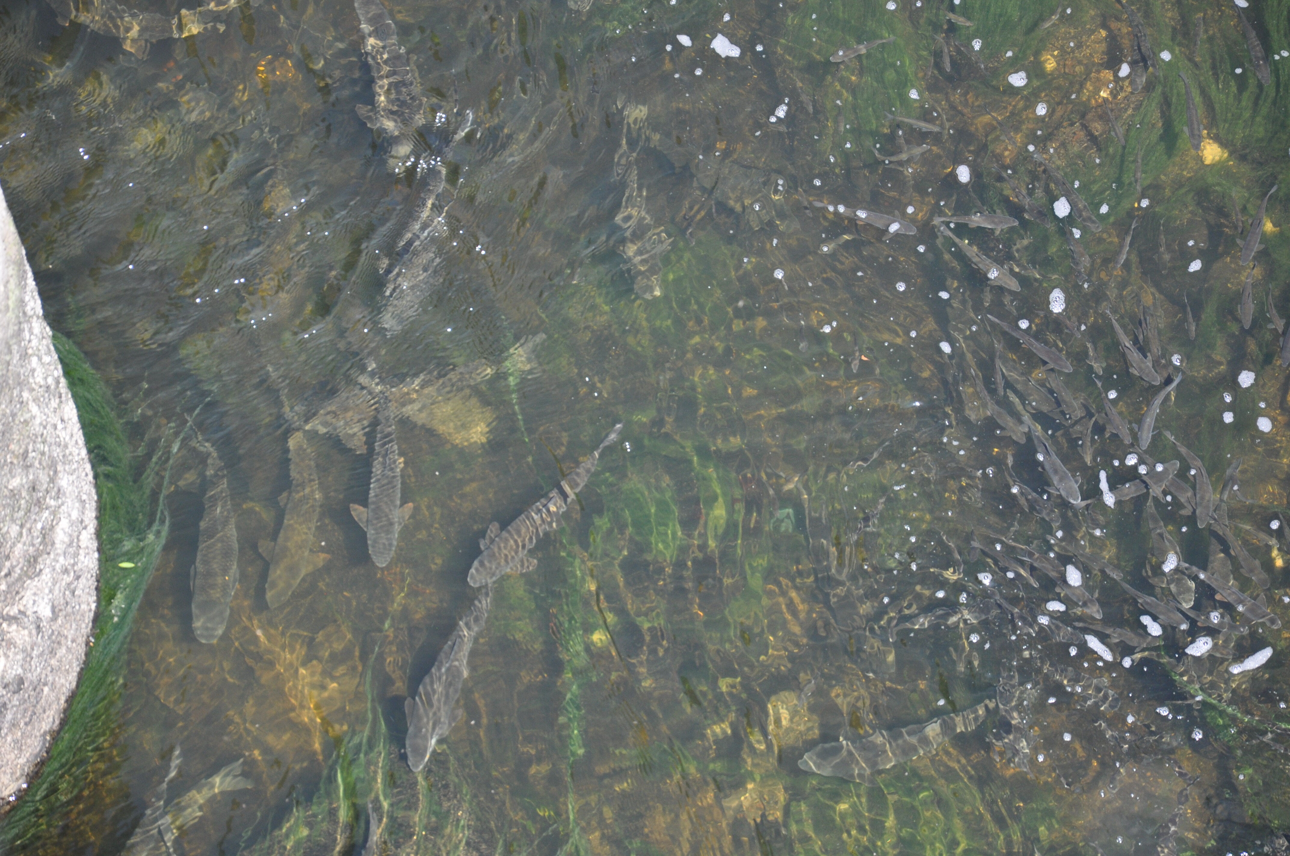 Yüzlerce balık can çekişiyor! Baraj kapağı kapandı, küçücük göletlerde sıkışıp kaldılar - 4. Resim