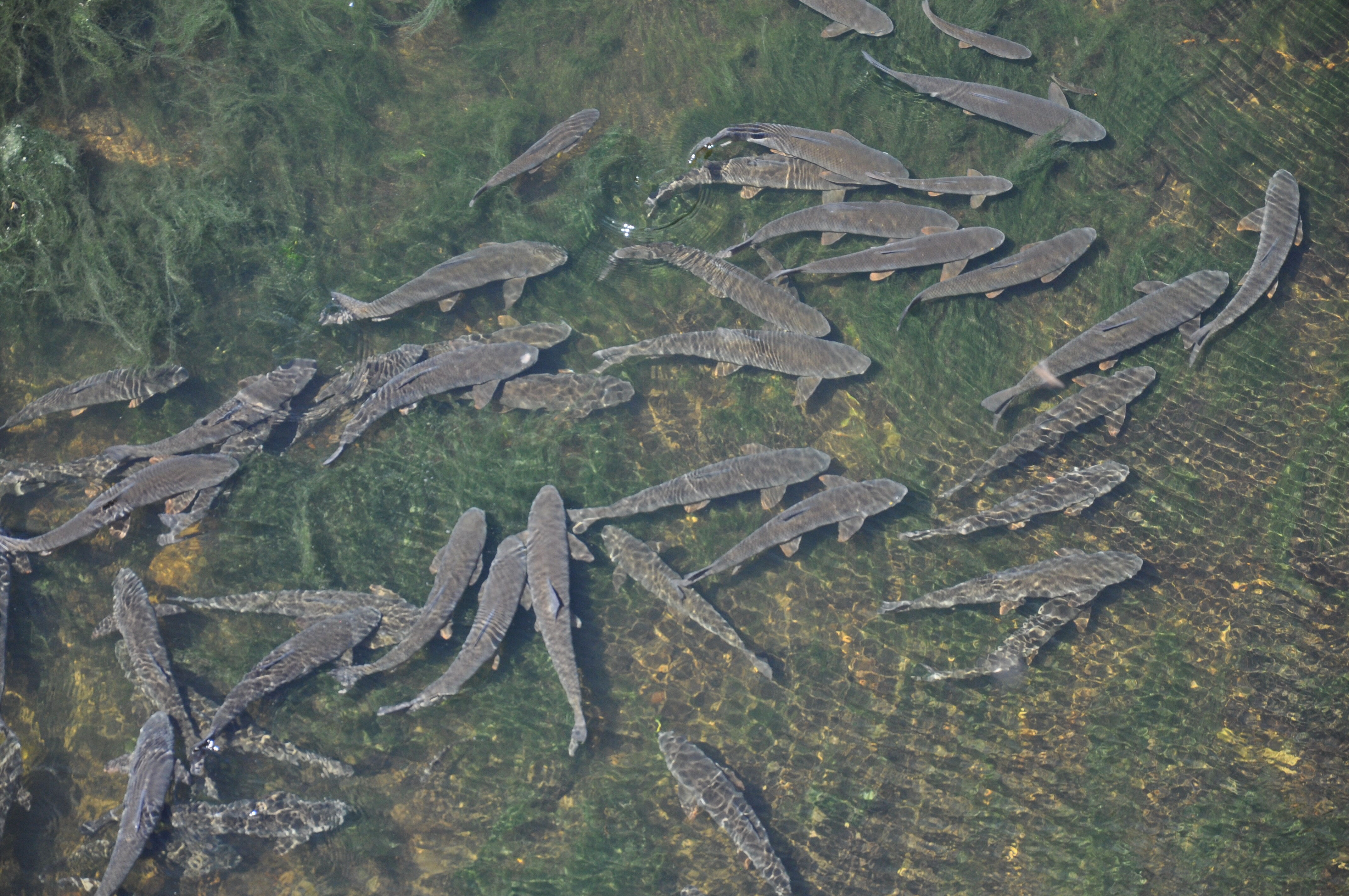 Yüzlerce balık can çekişiyor! Baraj kapağı kapandı, küçücük göletlerde sıkışıp kaldılar - 3. Resim