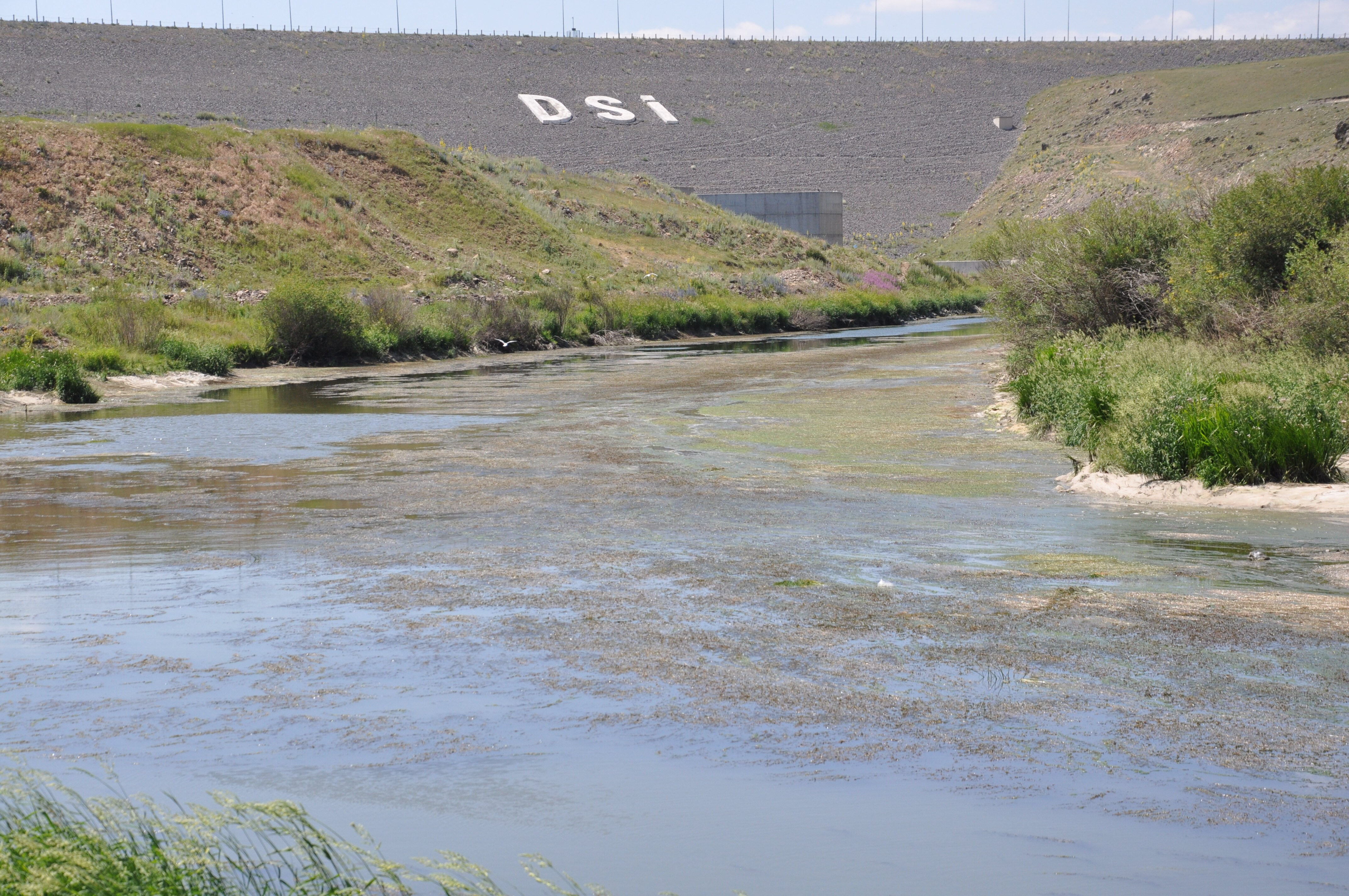 Yüzlerce balık can çekişiyor! Baraj kapağı kapandı, küçücük göletlerde sıkışıp kaldılar - 1. Resim