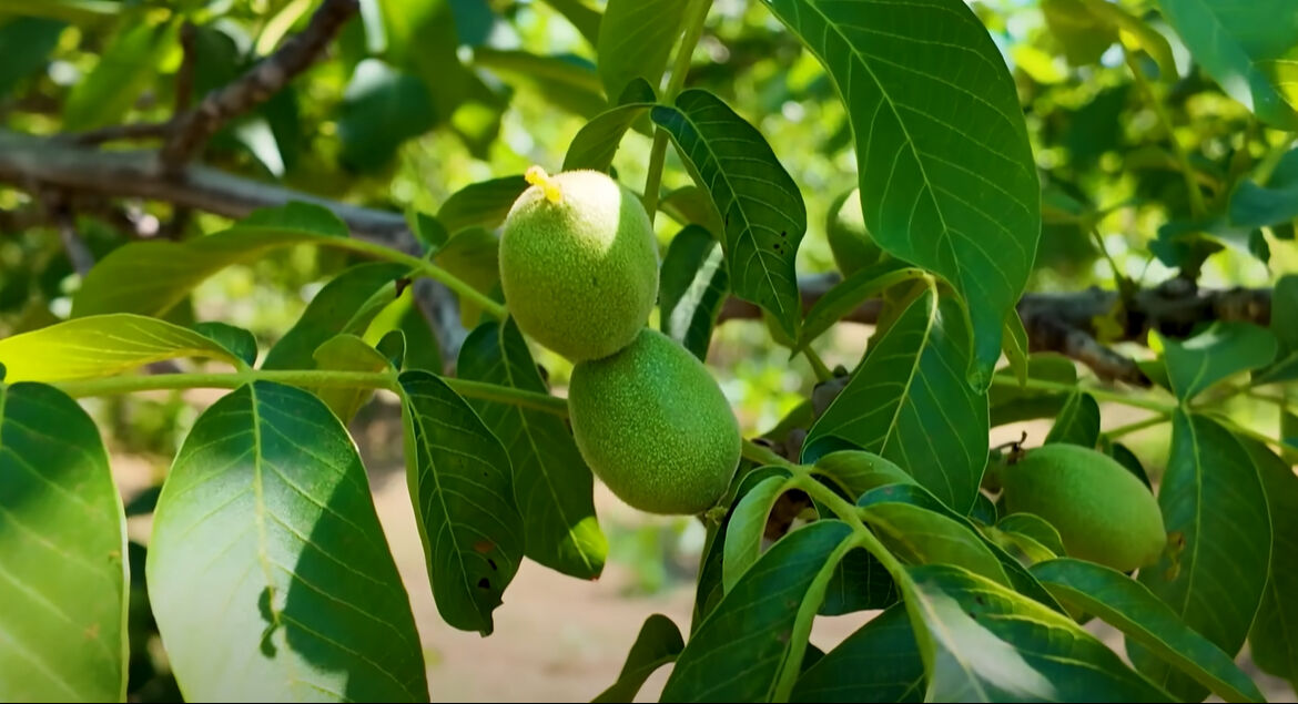 Burak Hakkı'nın yeni hayatı şaşırttı! Çiftlik kurdu, siparişlere yetişemiyor - 5. Resim