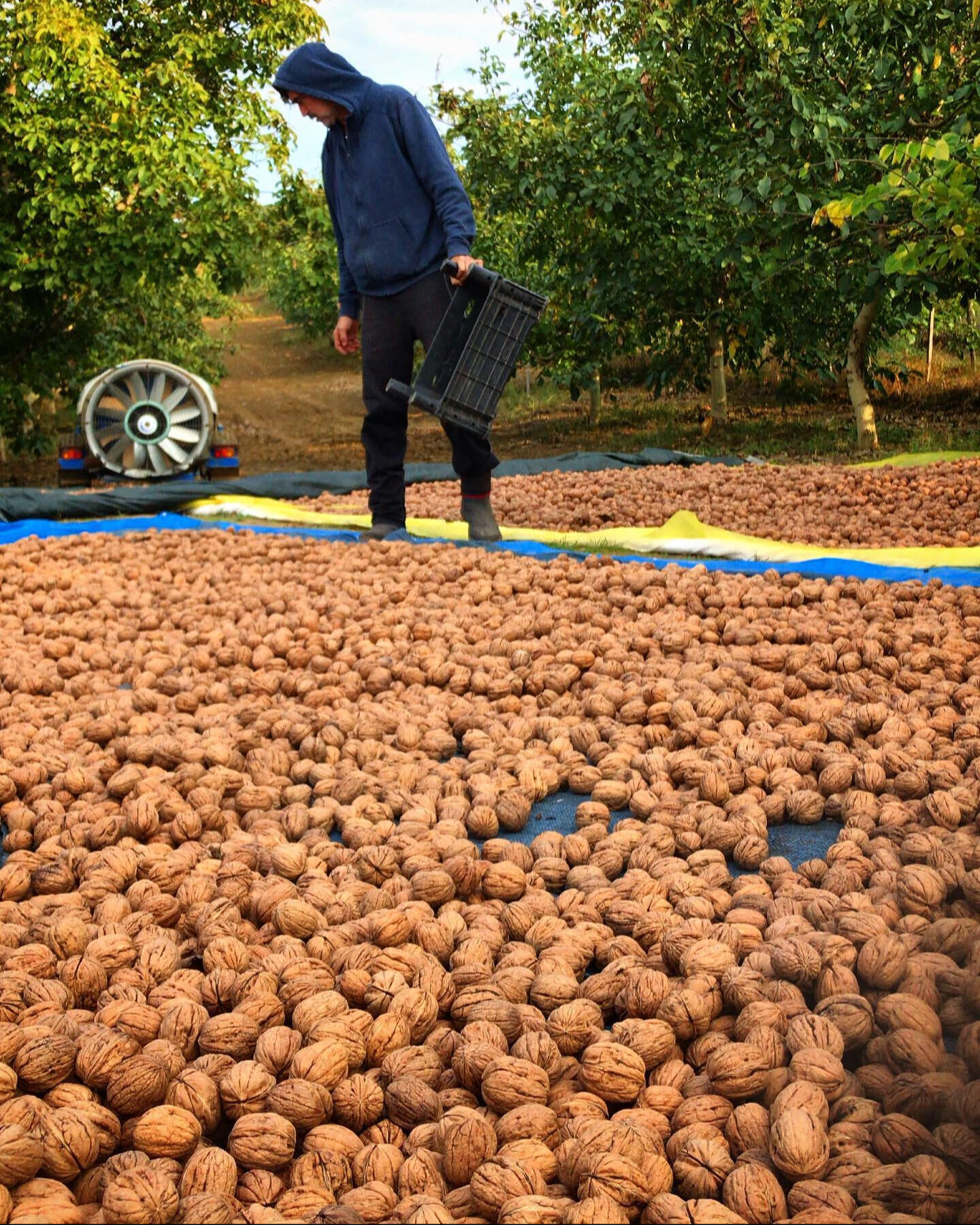 Burak Hakkı'nın yeni hayatı şaşırttı! Çiftlik kurdu, siparişlere yetişemiyor - 6. Resim