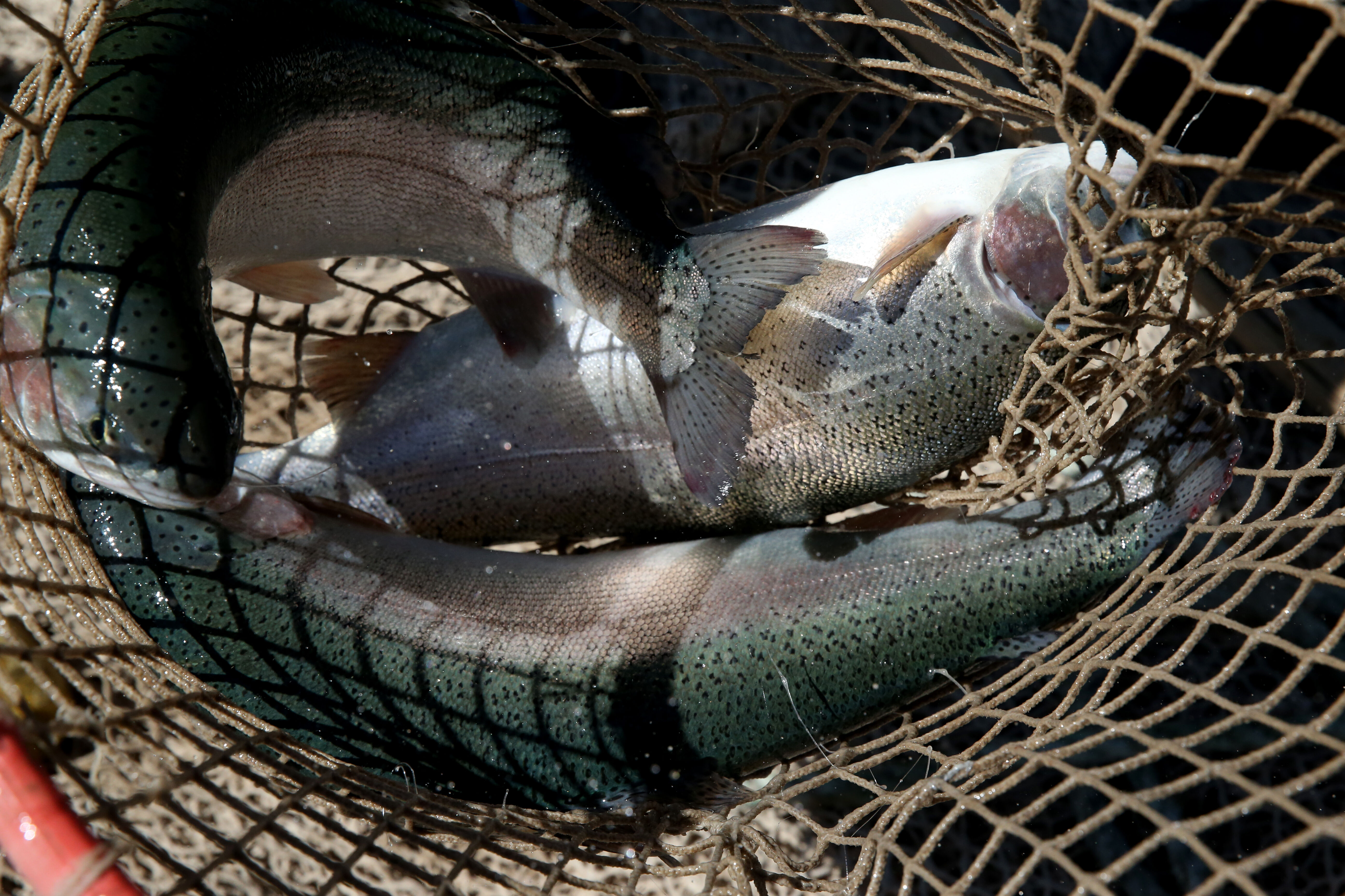 Denizi olmayan şehirden 49 ülkeye balık ihracatı! Türkiye'de birinci... - 6. Resim