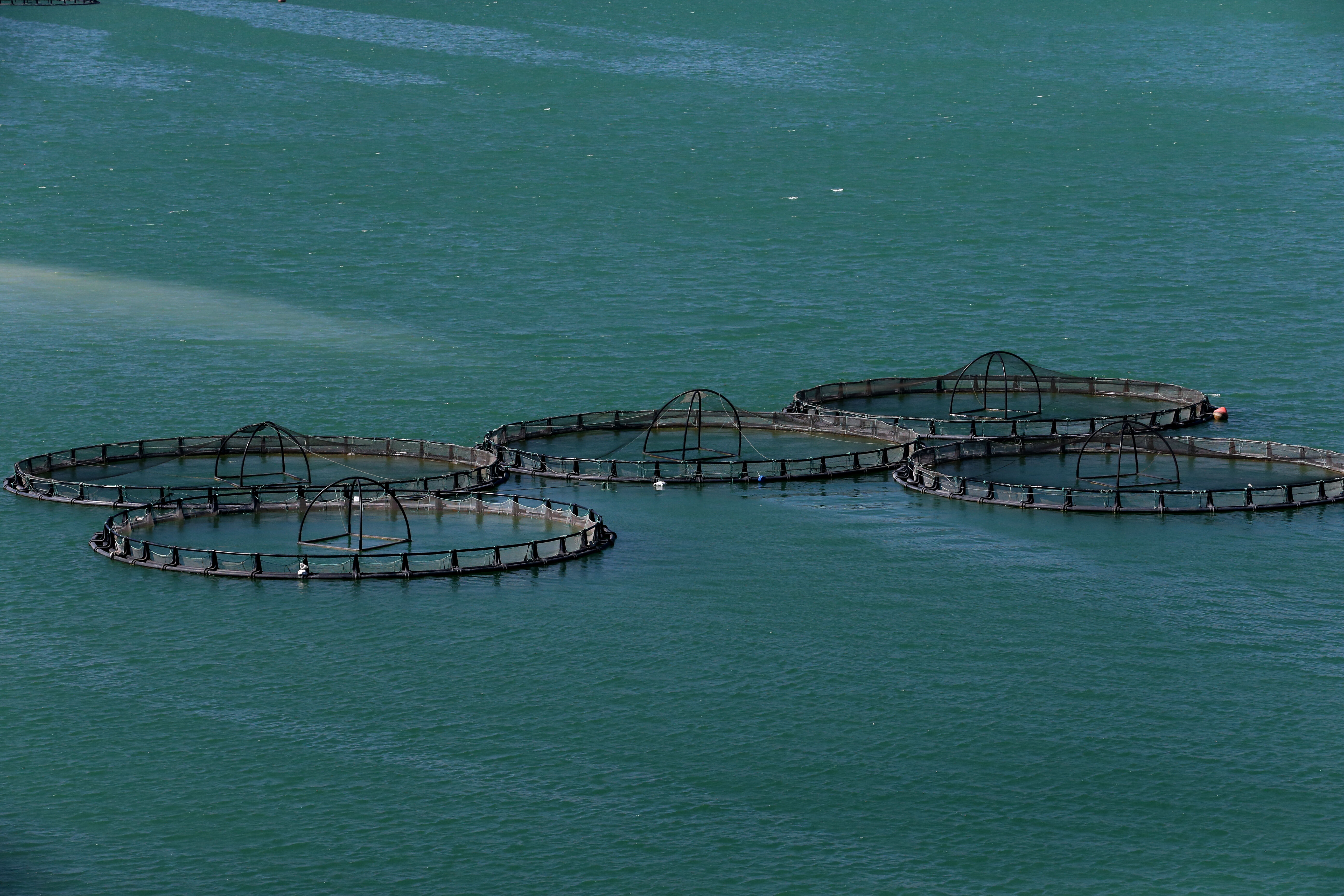 Denizi olmayan şehirden 49 ülkeye balık ihracatı! Türkiye'de birinci... - 2. Resim