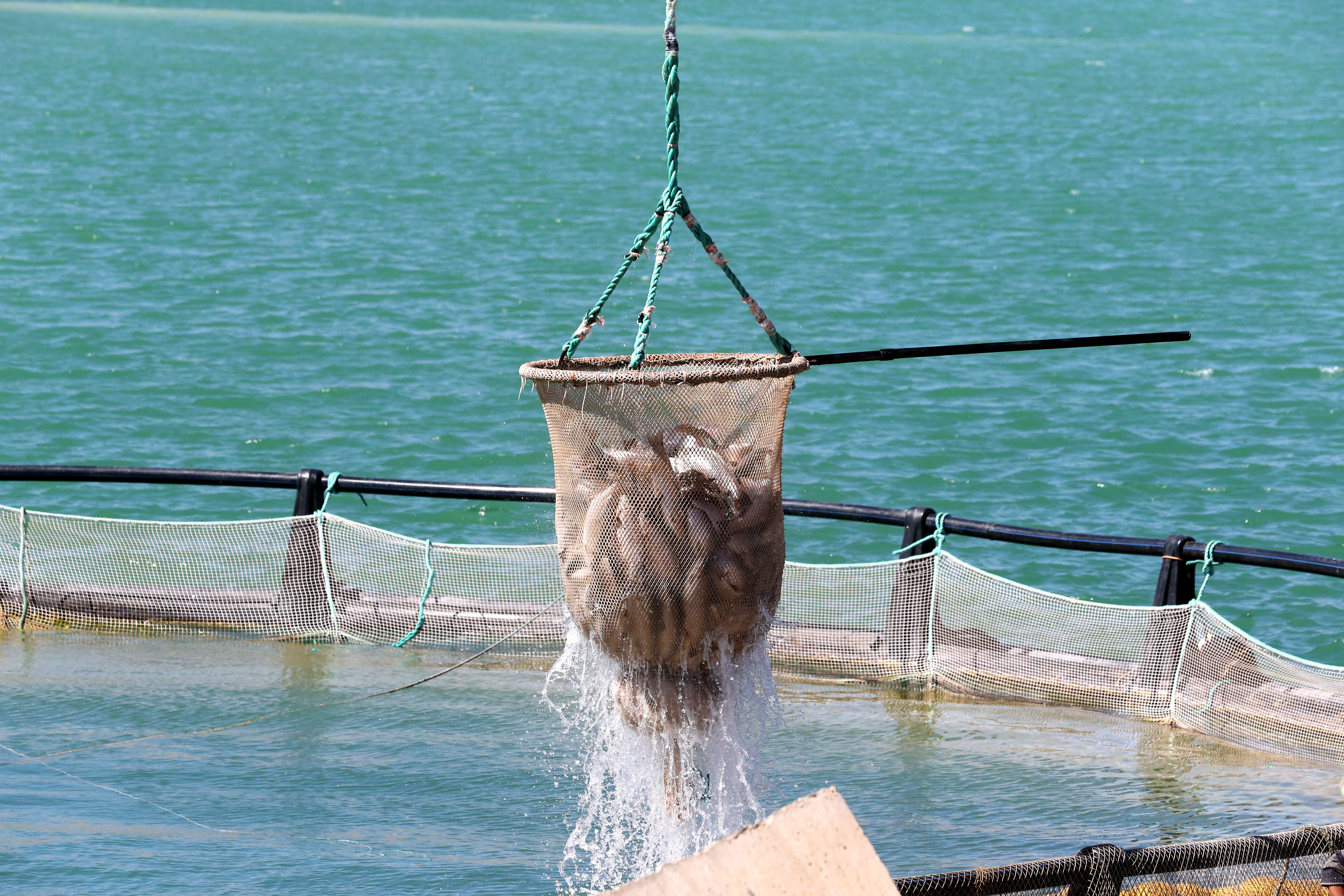 Denizi olmayan şehirden 49 ülkeye balık ihracatı! Türkiye'de birinci... - 4. Resim