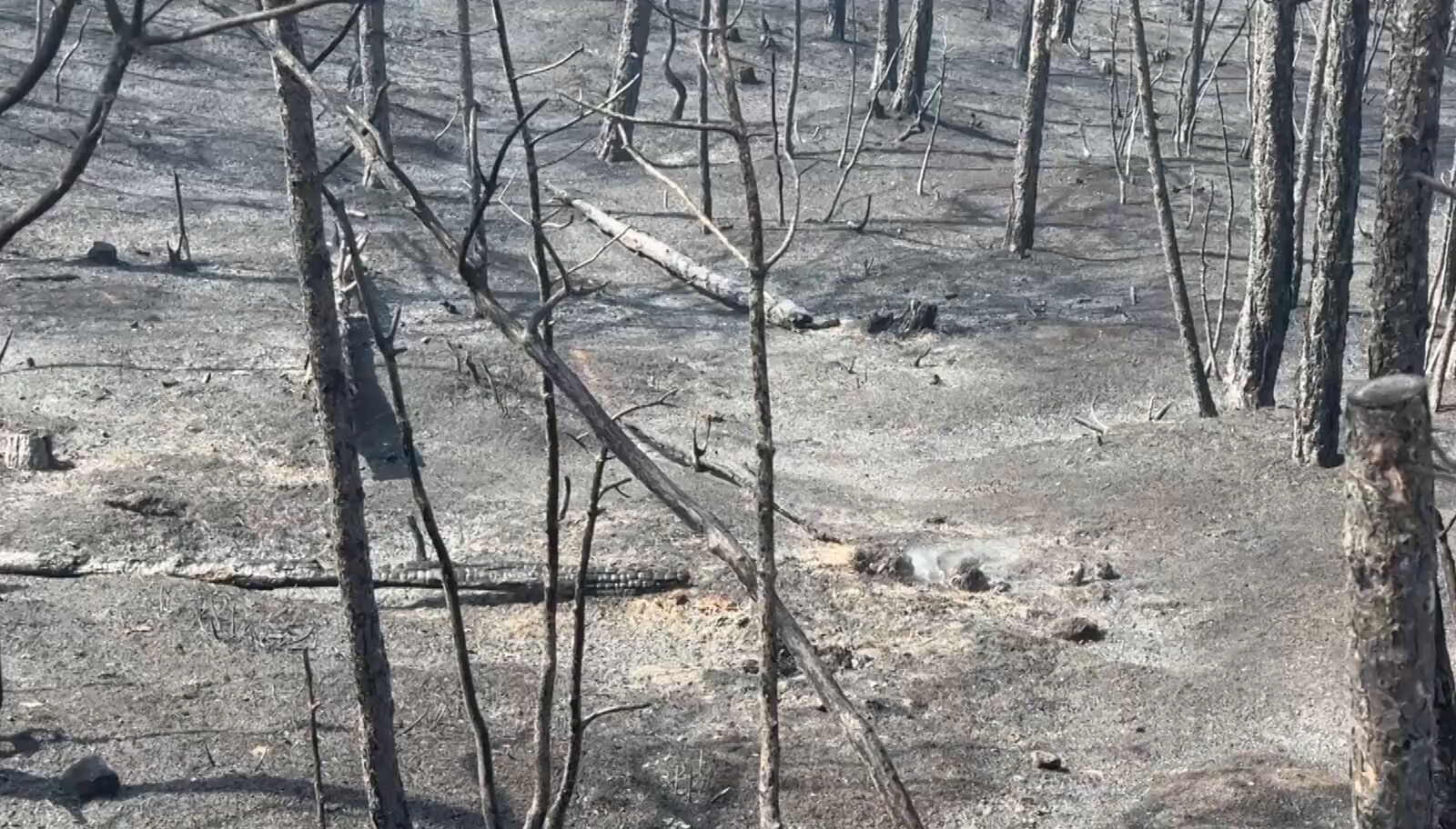 Felaket gerisinde bunları bıraktı! İşte Sakarya, İzmir ve Bolu'daki yangınların tahribatının en çarpıcı görüntüsü - 2. Resim