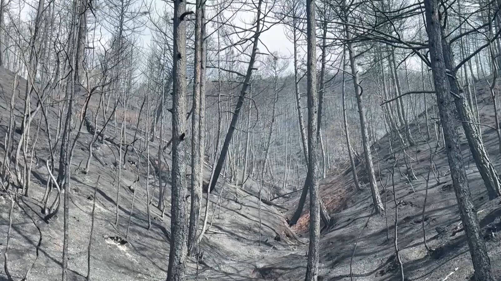 Felaket gerisinde bunları bıraktı! İşte Sakarya, İzmir ve Bolu'daki yangınların tahribatının en çarpıcı görüntüsü - 3. Resim