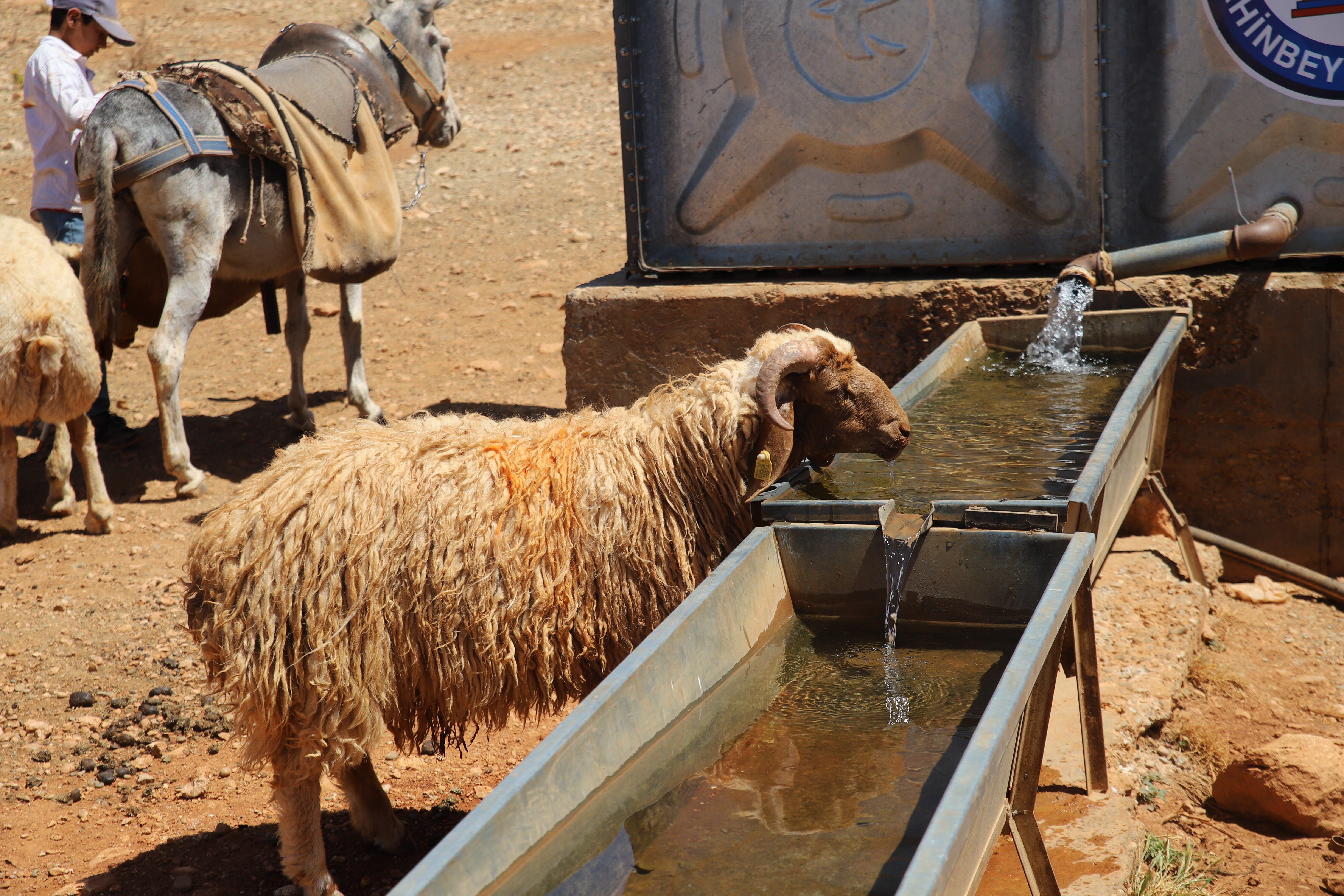 Hayvancılıkla uğraşanlara kredi dopingi! İki katına çıktı: İşte müjdeden faydalanacaklar - 1. Resim