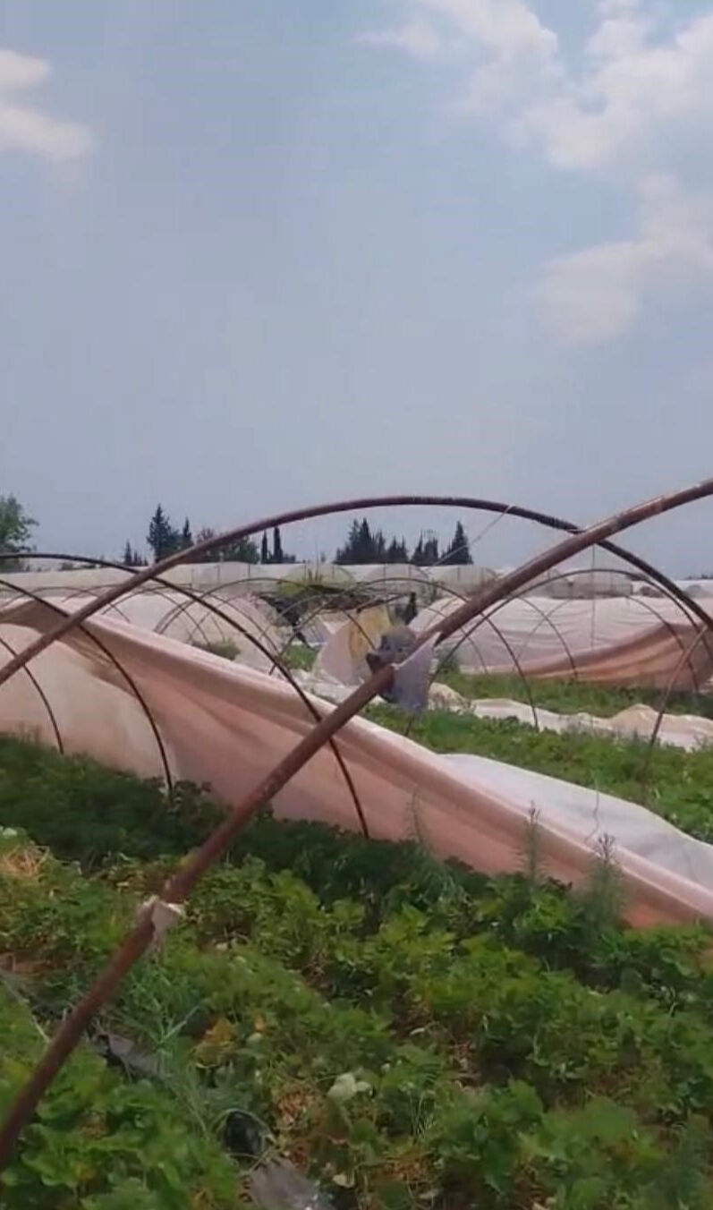 Yaz ortasında hortum şoku! Çatılar havaya uçtu, üreticiler zararda Yaz ortasında hortum şoku! Çatılar havaya uçtu, seralarda hasar büyük - 1. Resim