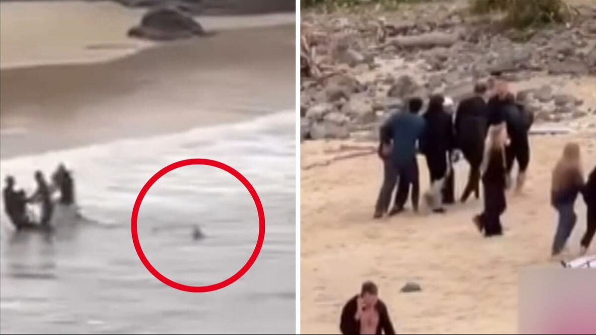 16 yaşındaki genci köpekbalığının ağzından yumrukla aldı! Film sahnelerini aratmadı - 1. Resim