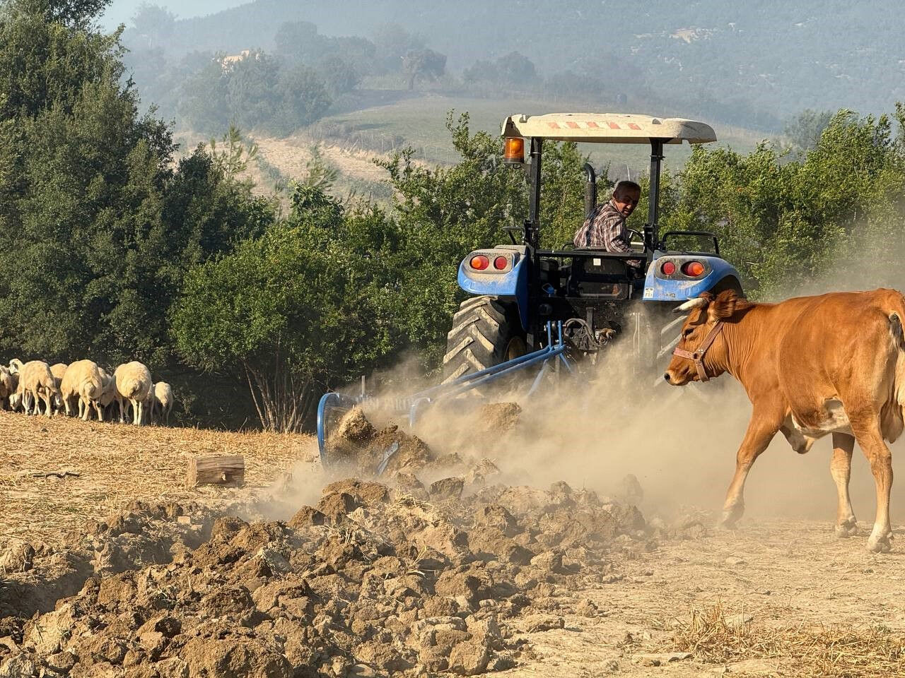 Adana'da yangına karşı çiftçilerden sıra dışı yöntem! Hayvanlarını korumak için traktörle bunu yaptılar - 3. Resim