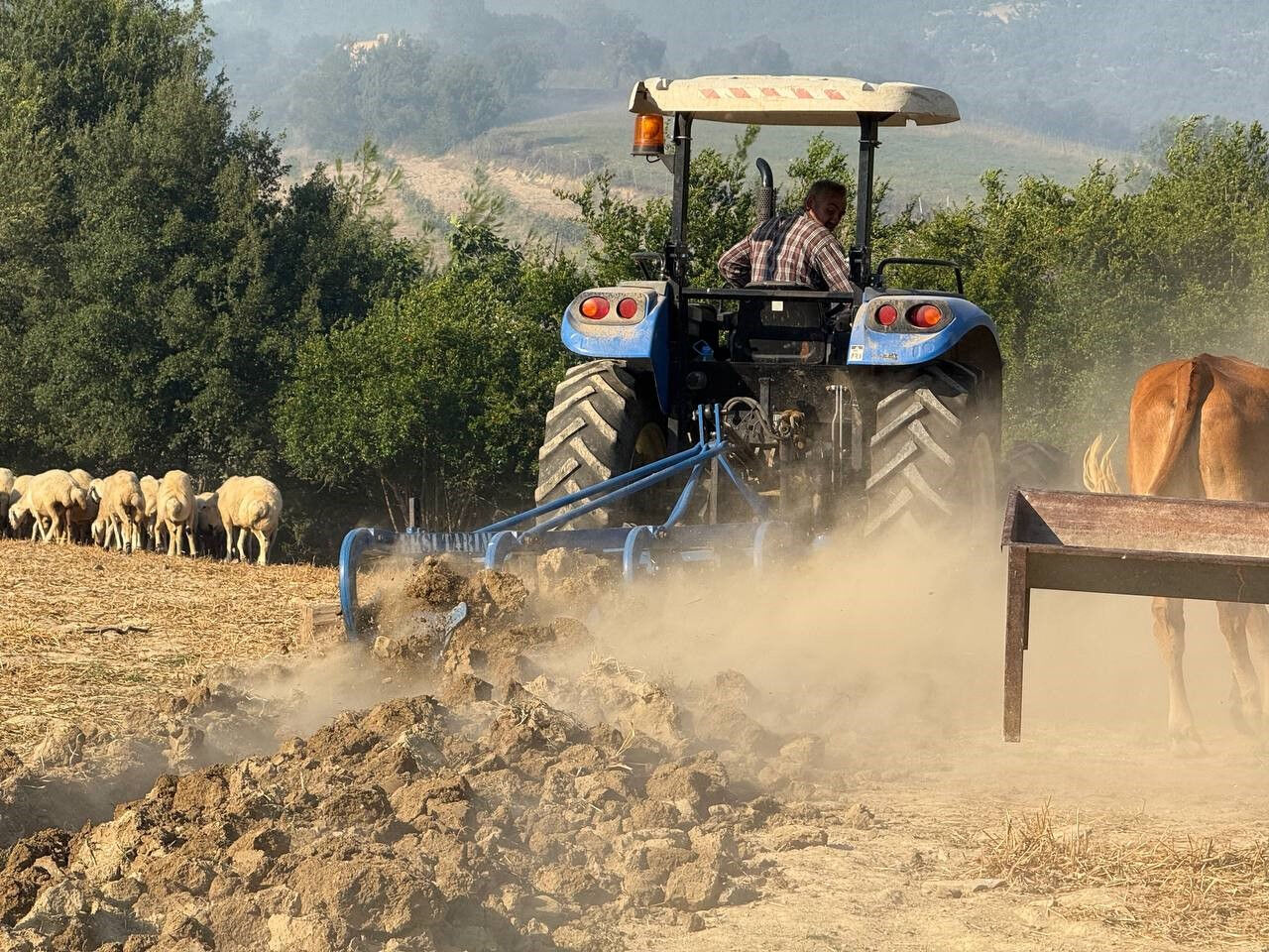 Adana'da yangına karşı çiftçilerden sıra dışı yöntem! Hayvanlarını korumak için traktörle bunu yaptılar - 1. Resim
