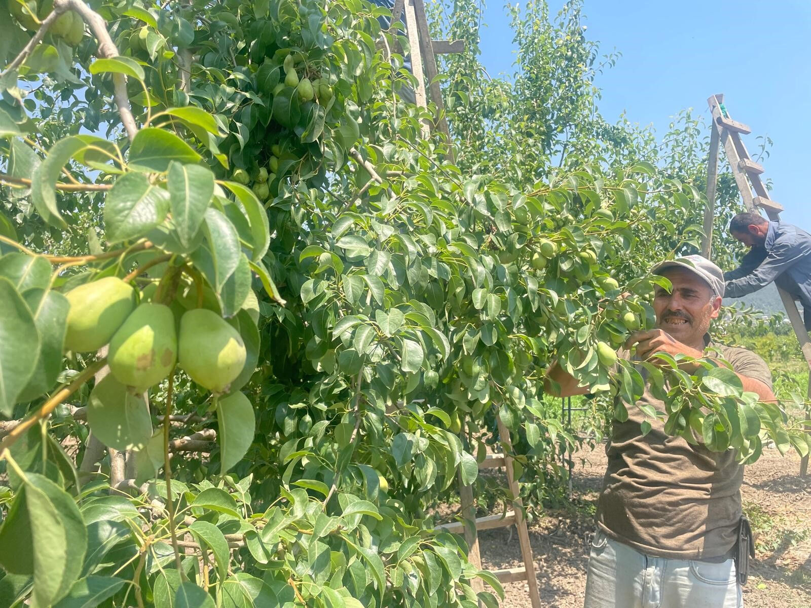 Hasat için son 2 hafta! Dalında kilosu 40 lira, markette cep yakacak - 2. Resim