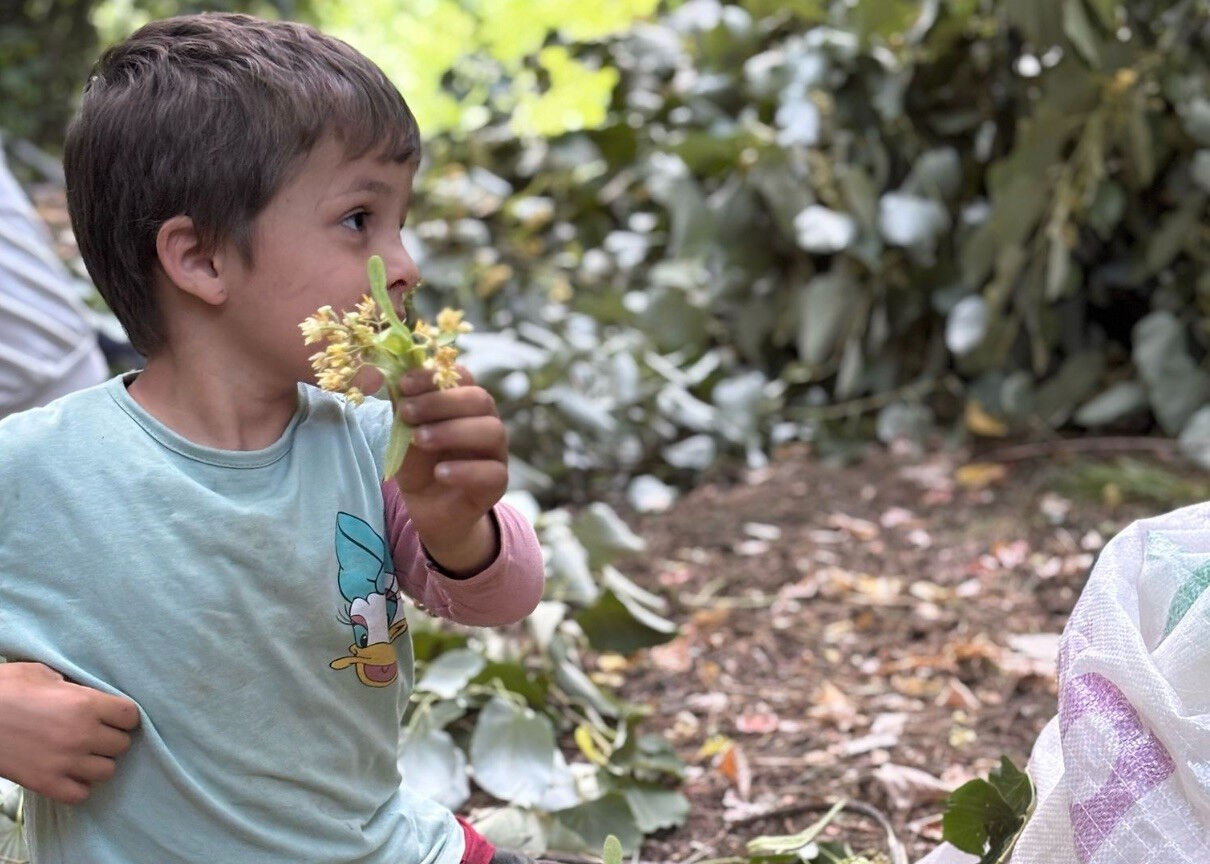 İzin belgesi şart, hasat başladı! Kilosu tam 1.500 lira - 1. Resim