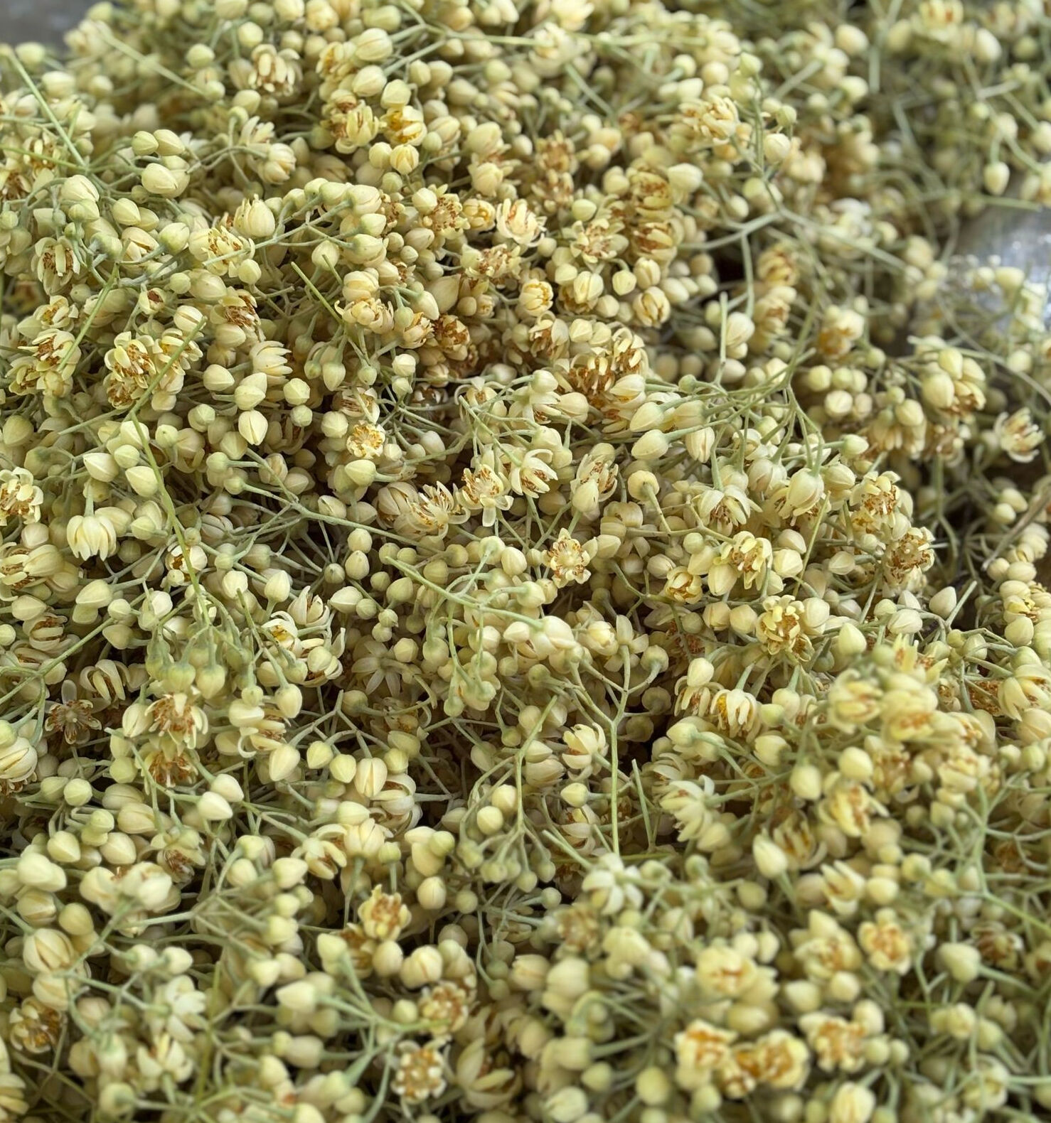 İzin belgesi şart, hasat başladı! Kilosu tam 1.500 lira - 2. Resim