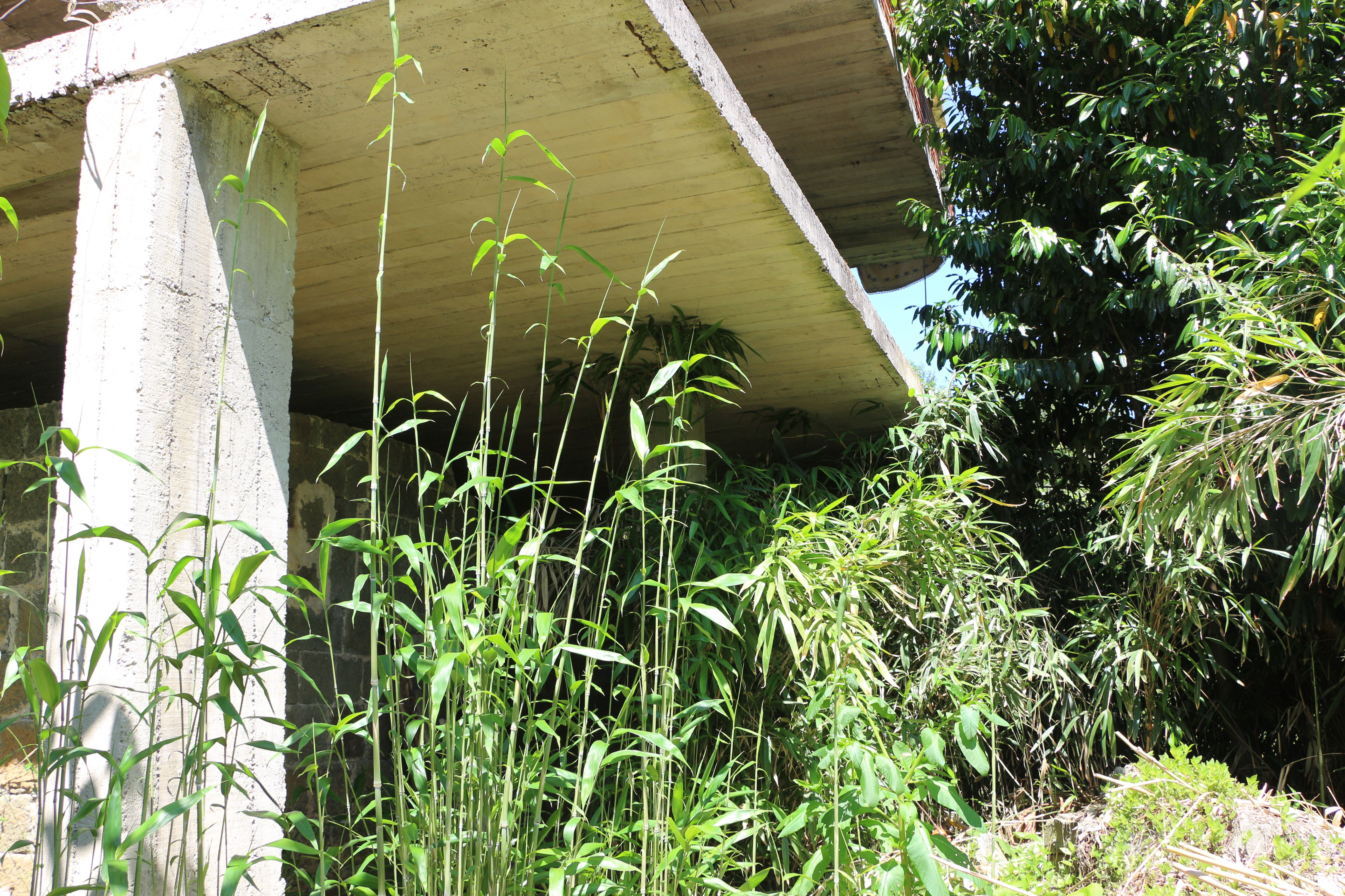 Kalem yapmak için ektiler, tüm köyün kabusu oldu! Vatandaşlar yetkililerden yardım bekliyor - 2. Resim