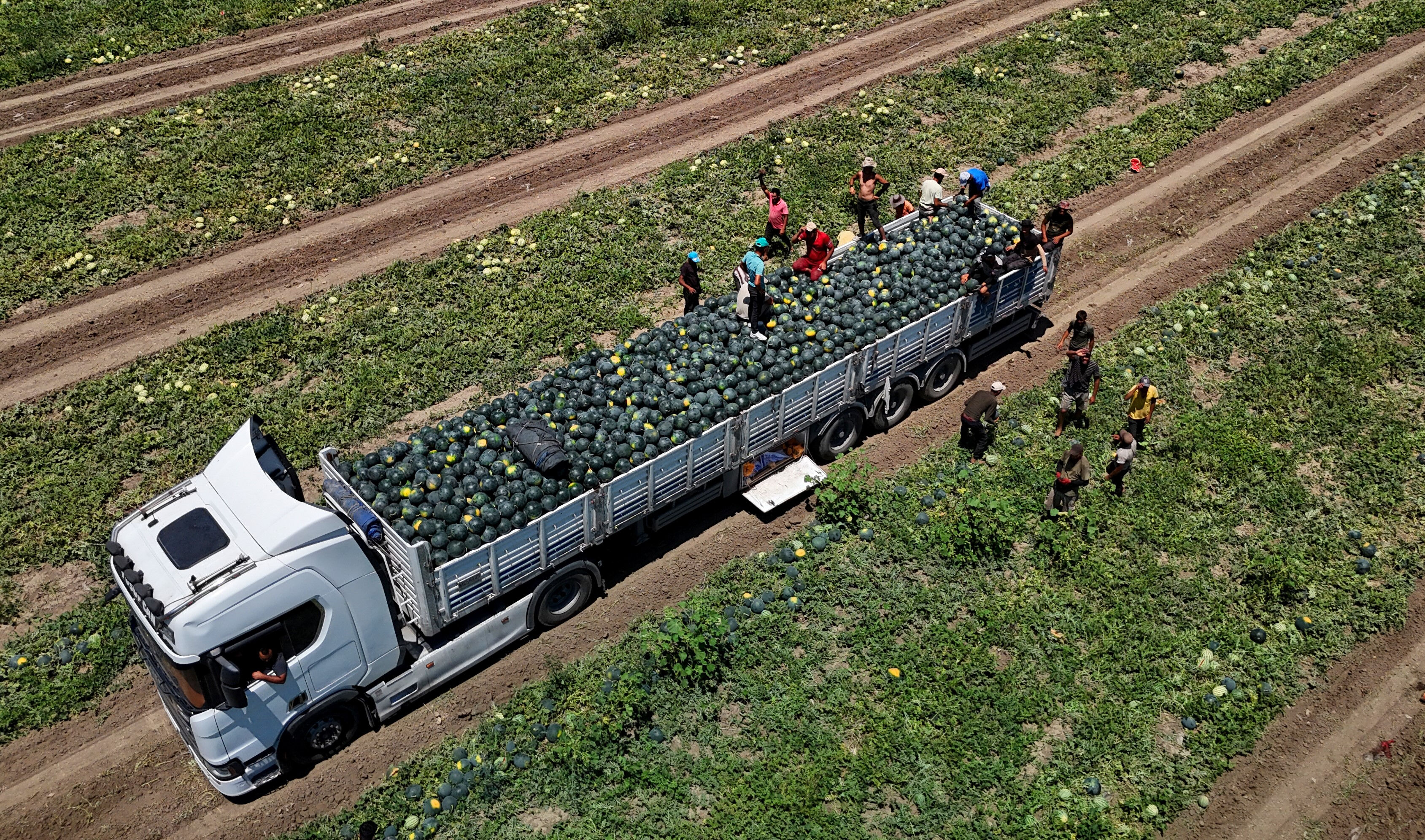 Sezona 24 liradan başlamıştı! Tarla fiyatı dip yaptı, vatandaş bu yaz karpuzu ucuza yiyecek - 1. Resim