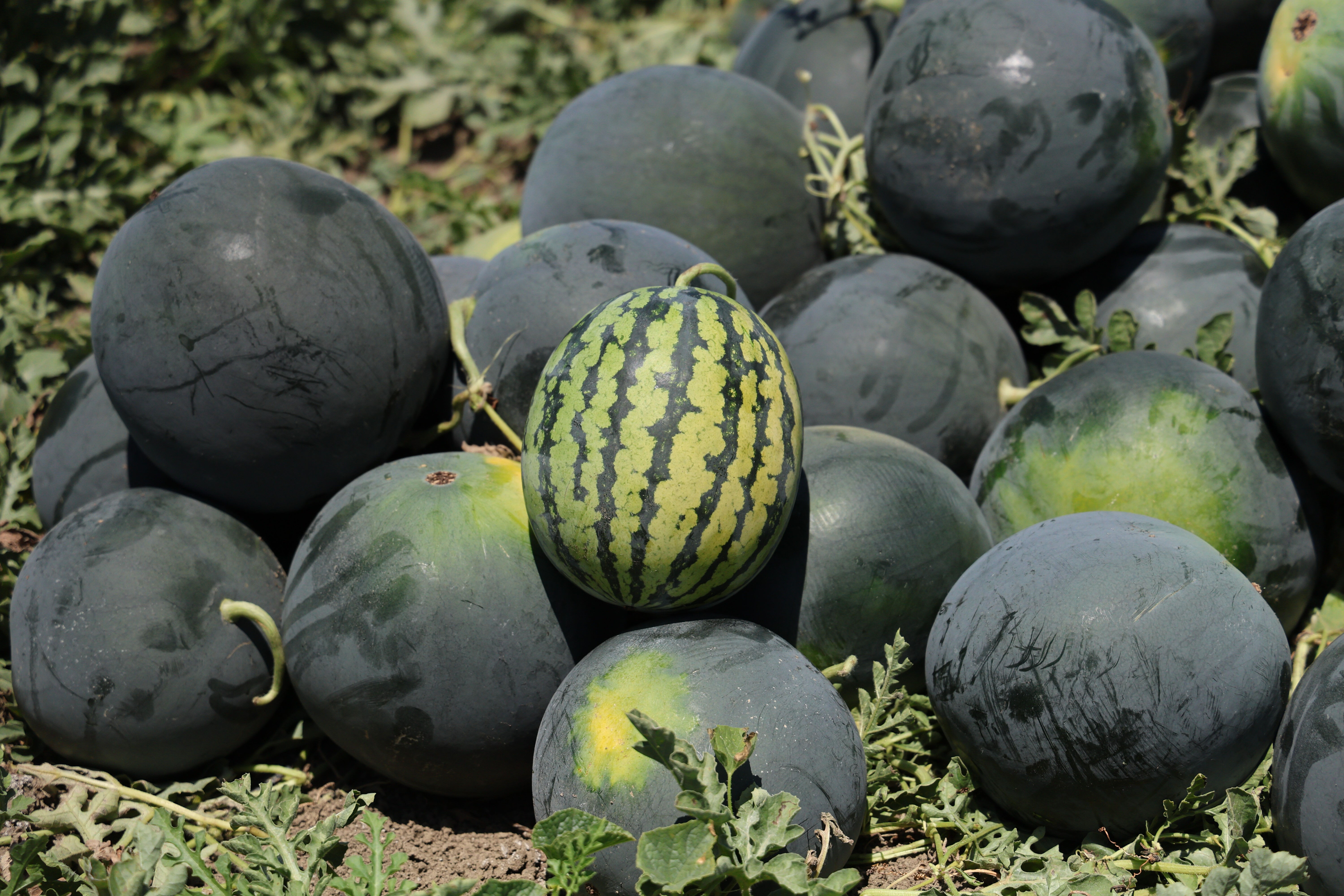 Sezona 24 liradan başlamıştı! Tarla fiyatı dip yaptı, vatandaş bu yaz karpuzu ucuza yiyecek - 3. Resim