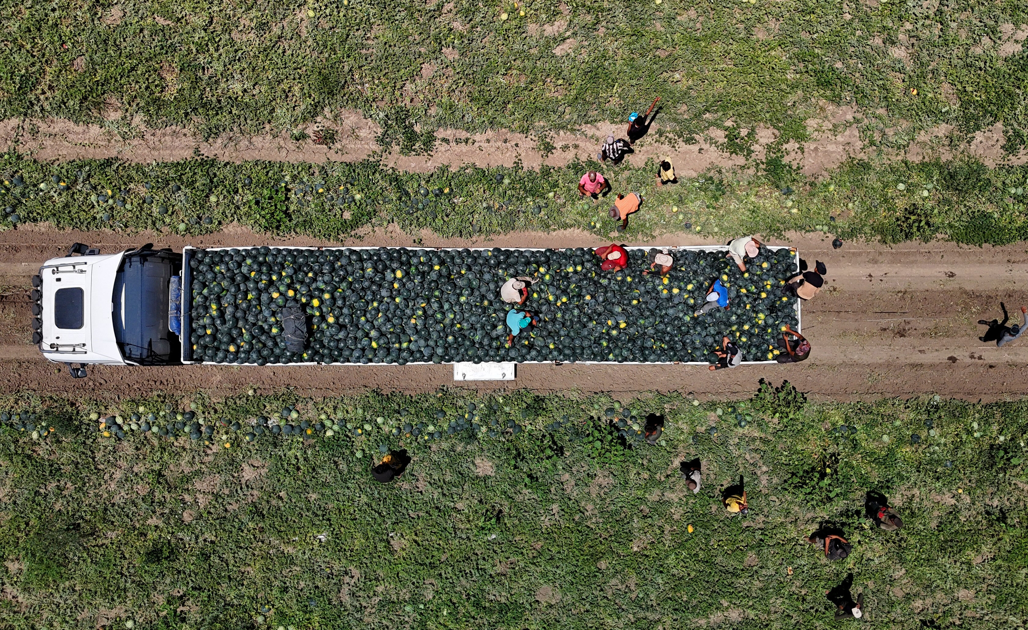 Sezona 24 liradan başlamıştı! Tarla fiyatı dip yaptı, vatandaş bu yaz karpuzu ucuza yiyecek - 2. Resim