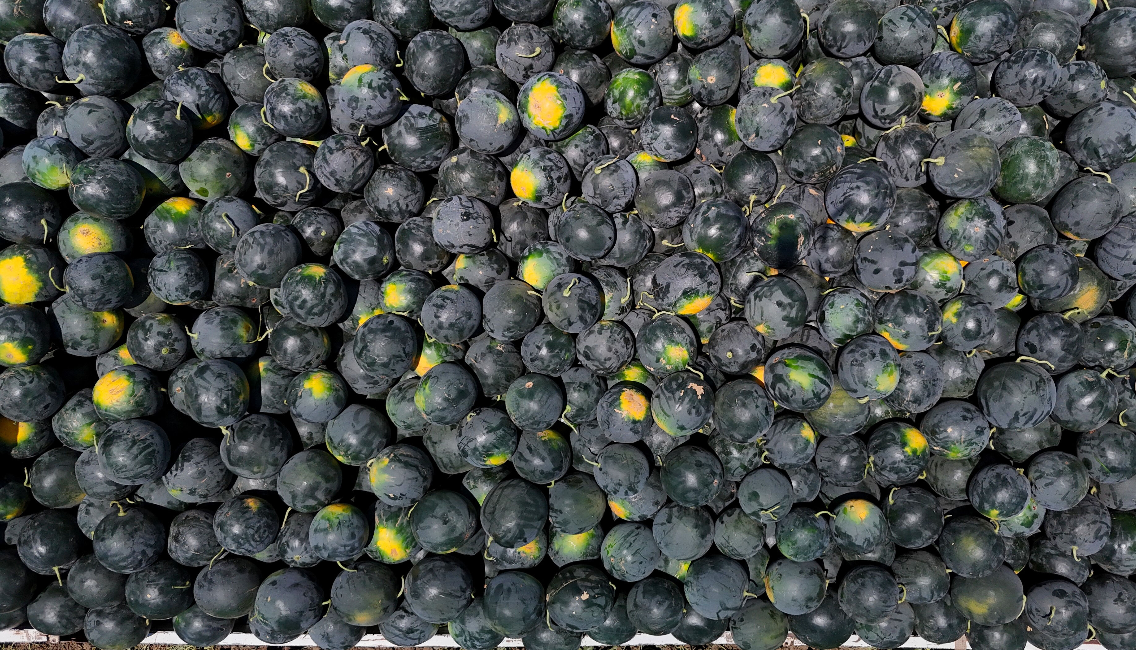 Sezona 24 liradan başlamıştı! Tarla fiyatı dip yaptı, vatandaş bu yaz karpuzu ucuza yiyecek - 4. Resim