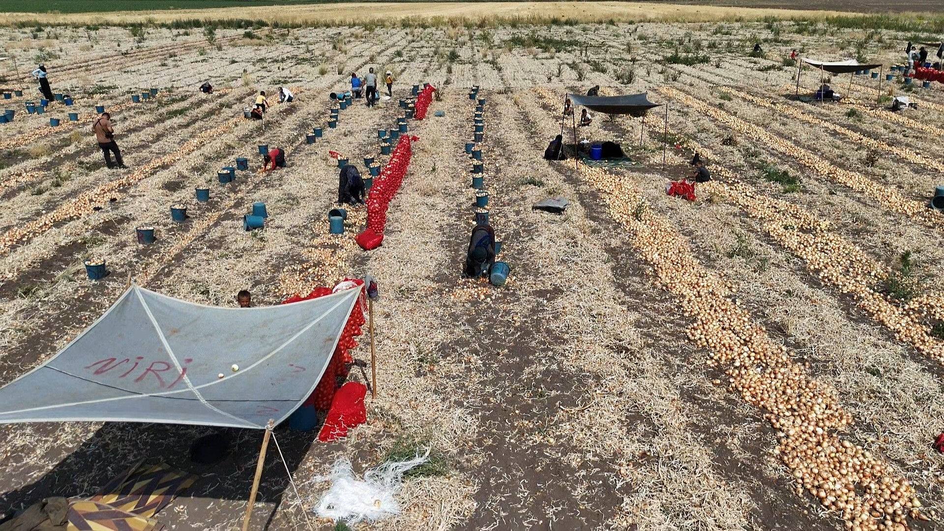 40 derece sıcakta zorlu hasat başladı! Tarlada 5, markette 25 lira - 2. Resim