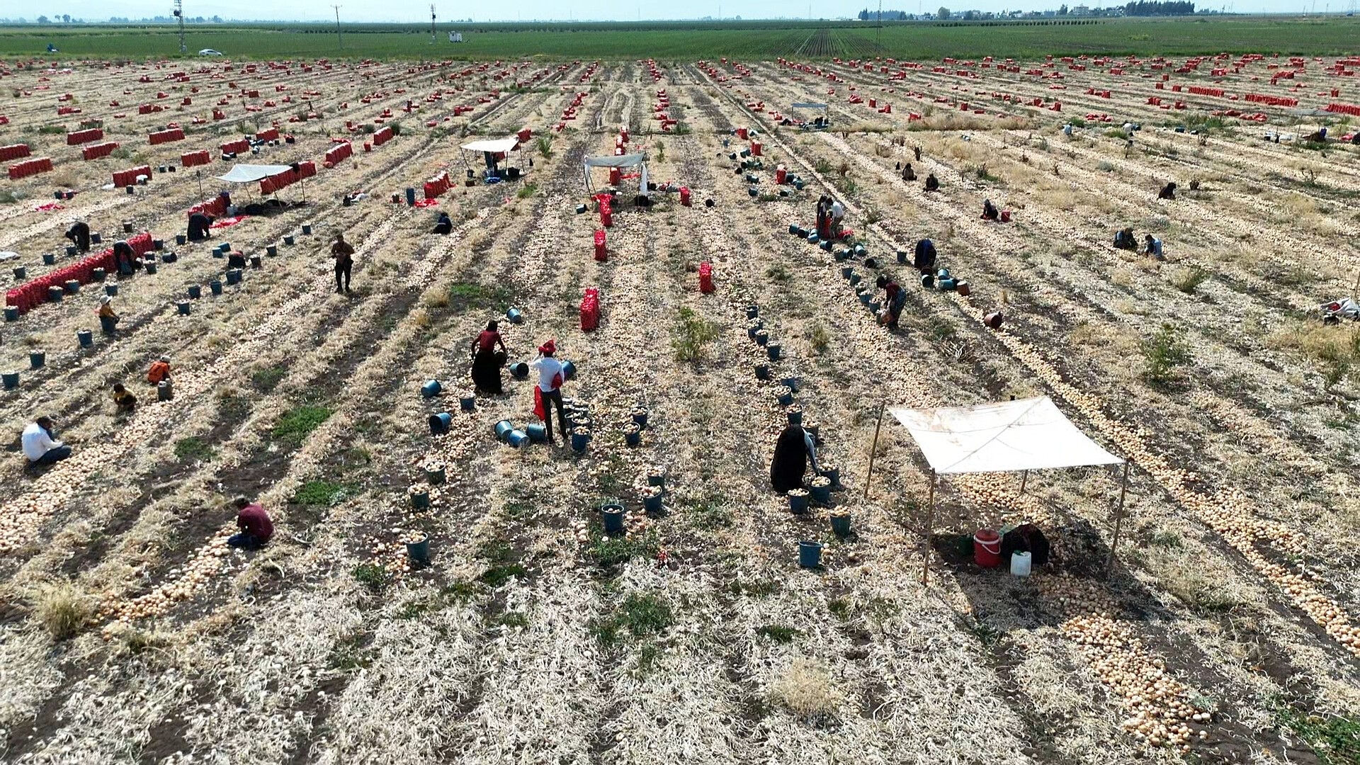 40 derece sıcakta zorlu hasat başladı! Tarlada 5, markette 25 lira - 4. Resim