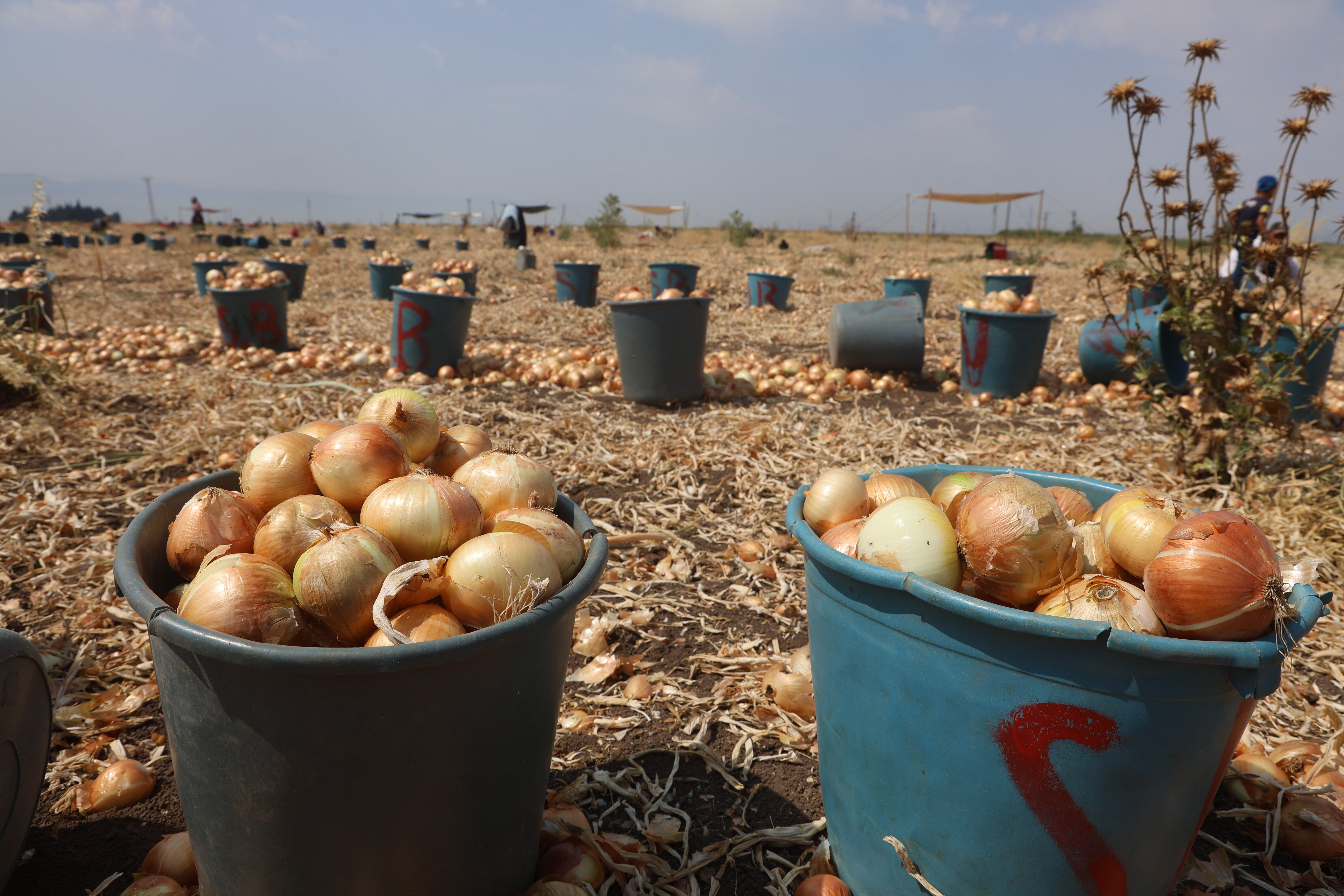 40 derece sıcakta zorlu hasat başladı! Tarlada 5, markette 25 lira - 1. Resim
