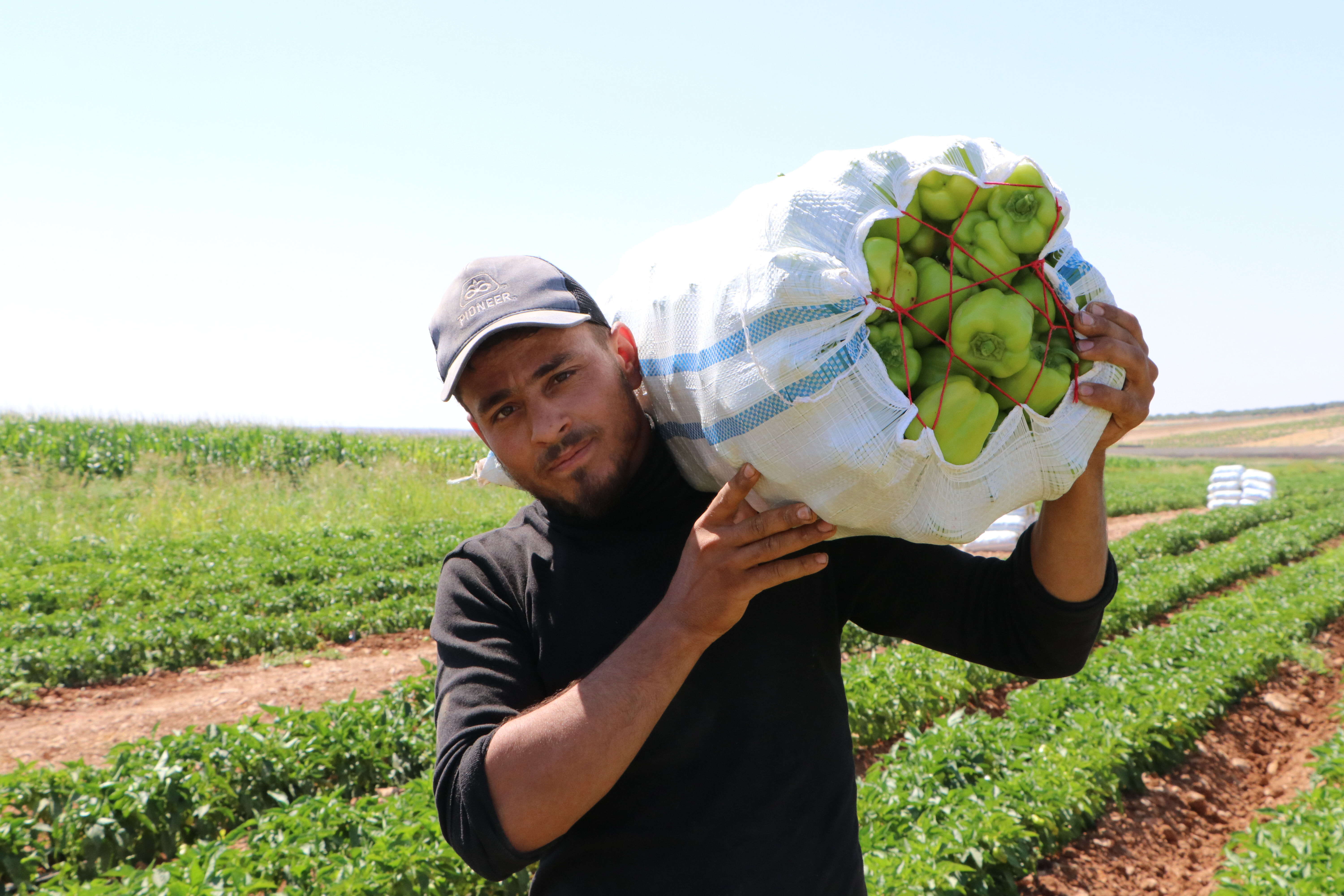54 bin dekar alana ekildi! Hasat başladı, sofralara lezzet katacak - 2. Resim