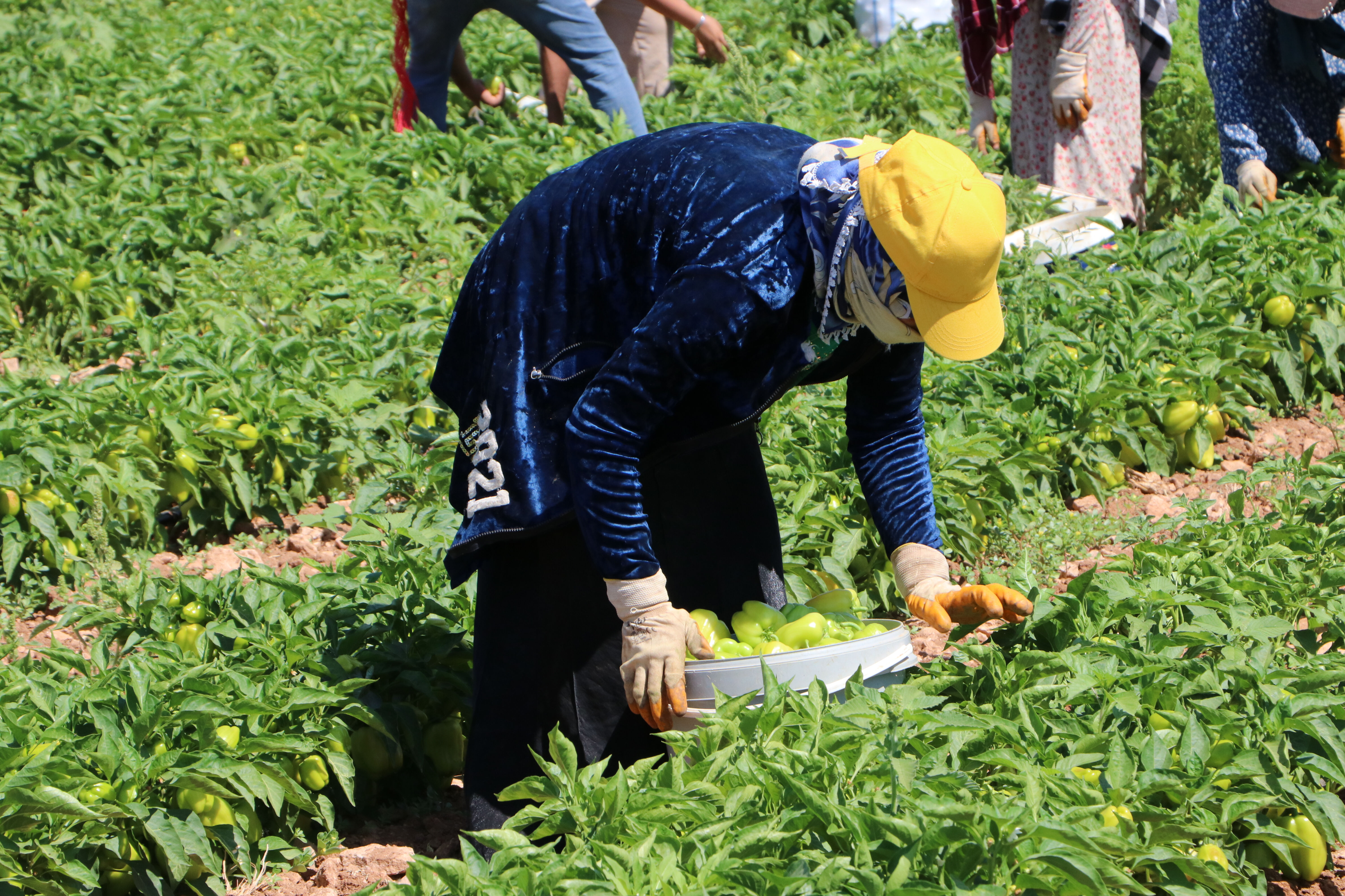 54 bin dekar alana ekildi! Hasat başladı, sofralara lezzet katacak - 1. Resim
