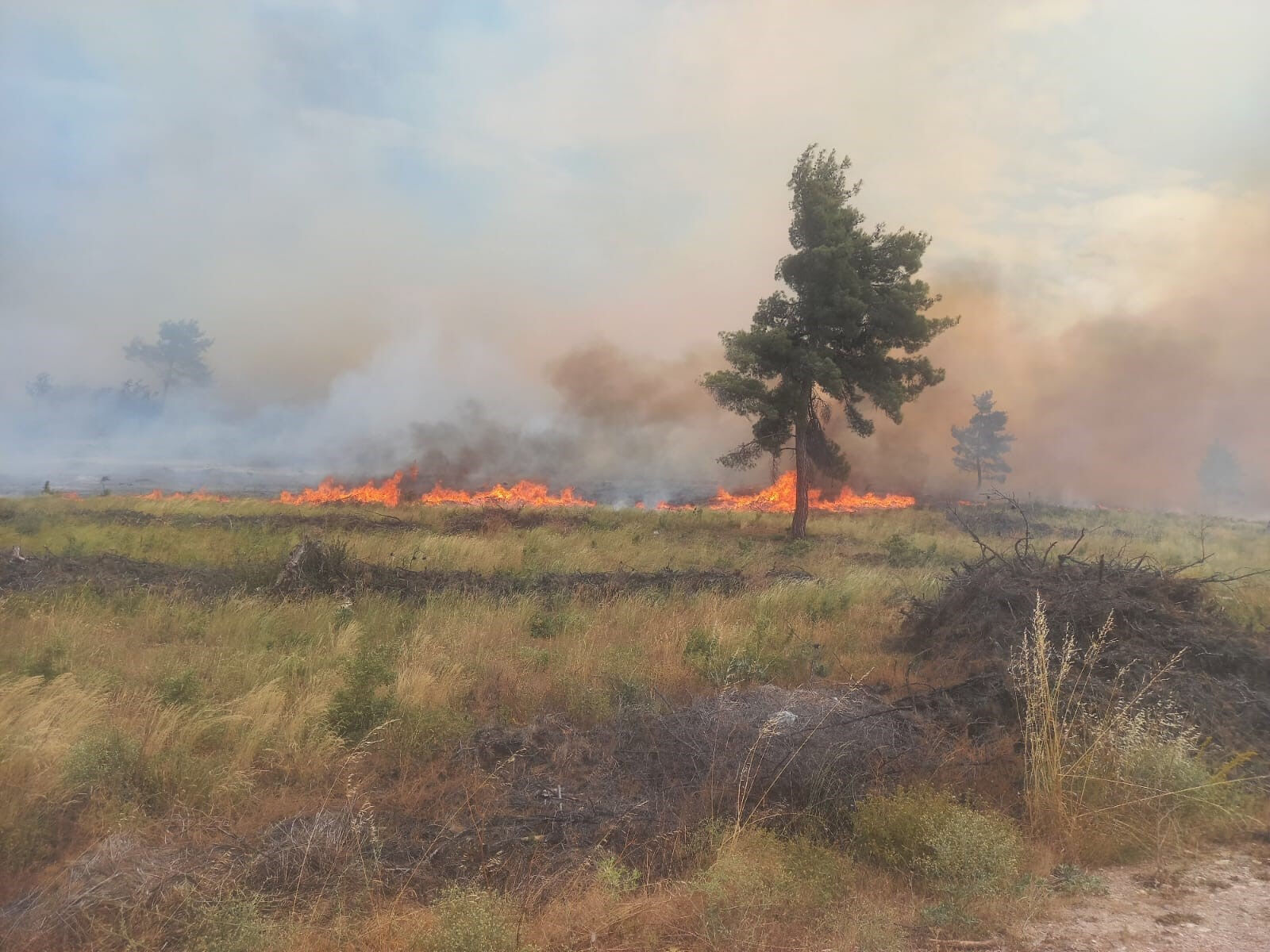 Alevler bu kez Bilecik'ten yükseldi! Ormanlık alanda çıkan yangın söndürülmeye çalışılıyor - 1. Resim