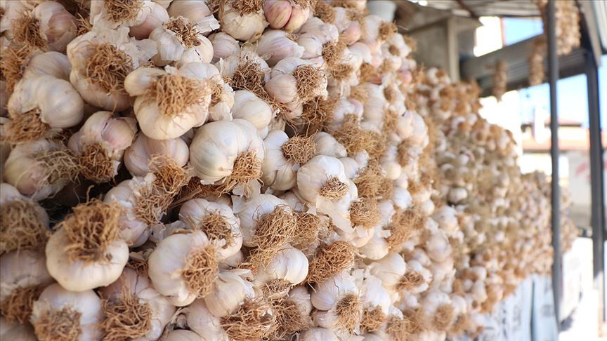 'Beyaz altın'da hasat tamam! Küçüğü 90, dublesi 230 liradan satışta - 2. Resim