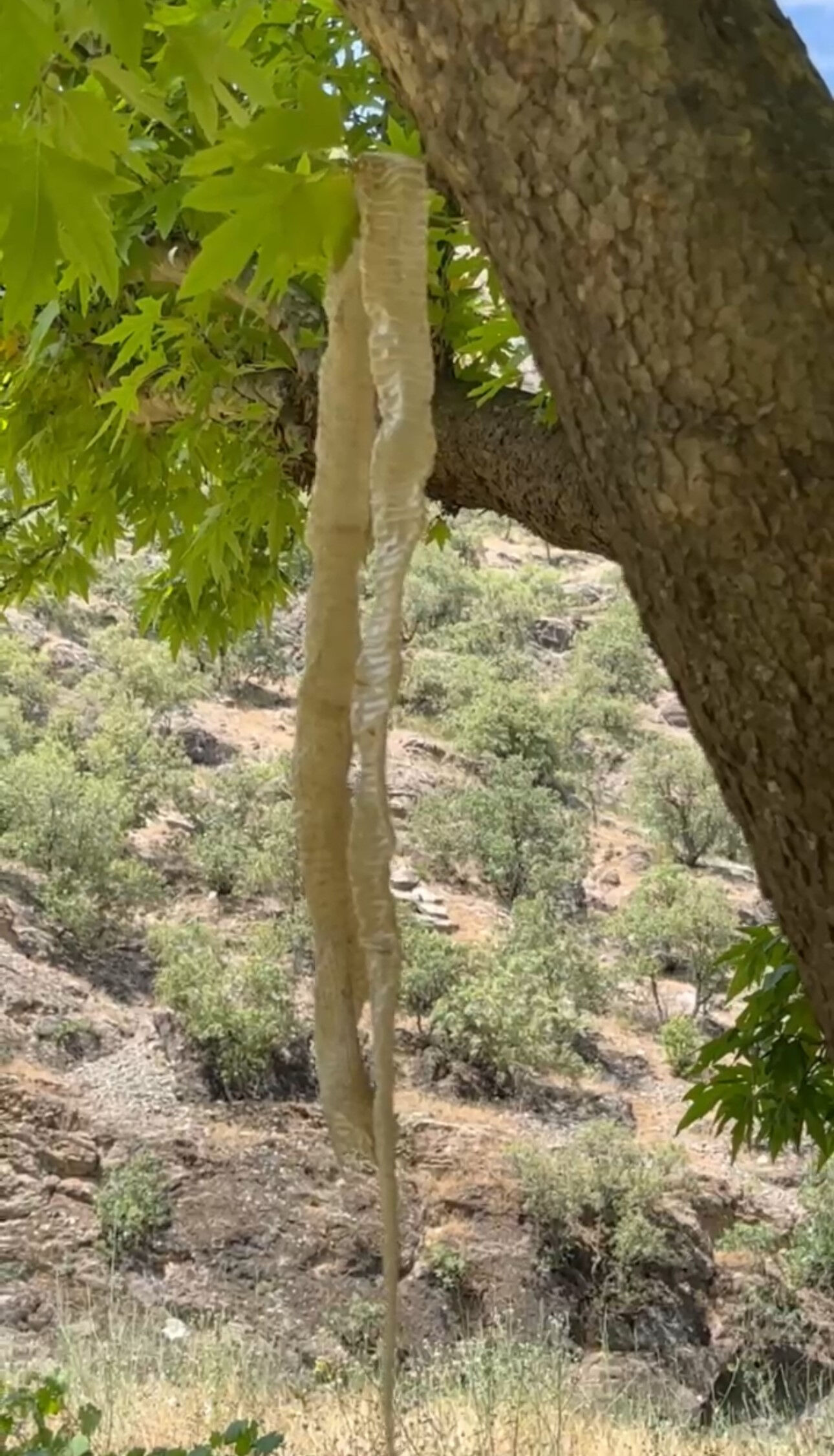 Hakkari'de yürürken fark etti! Ülkenin en zehirli yılanının derisi bulundu - 2. Resim