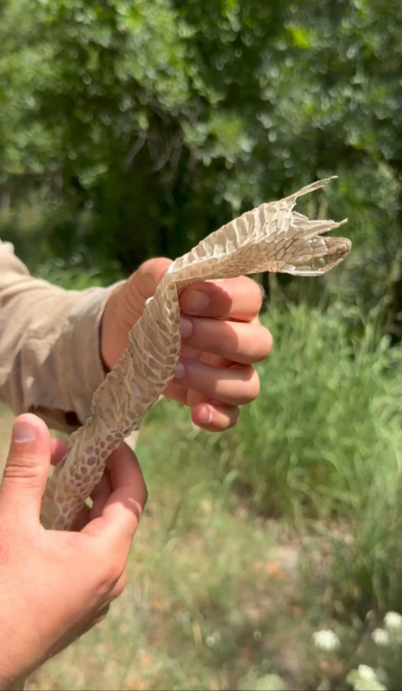 Hakkari'de yürürken fark etti! Ülkenin en zehirli yılanının derisi bulundu - 1. Resim