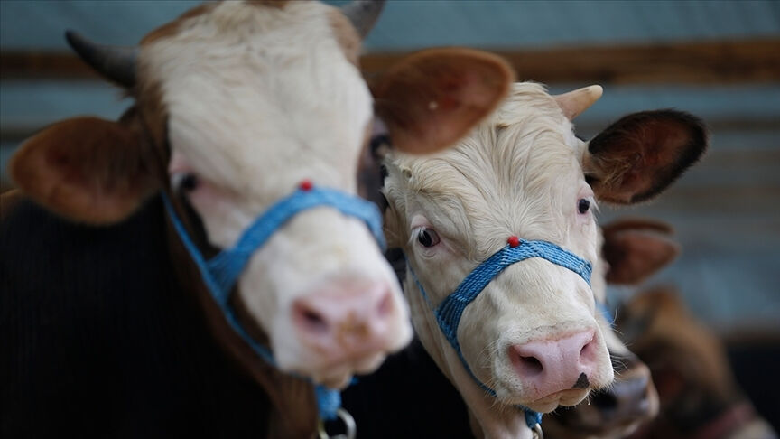 Hayvan pazarları neden kapatıldı? - 1. Resim