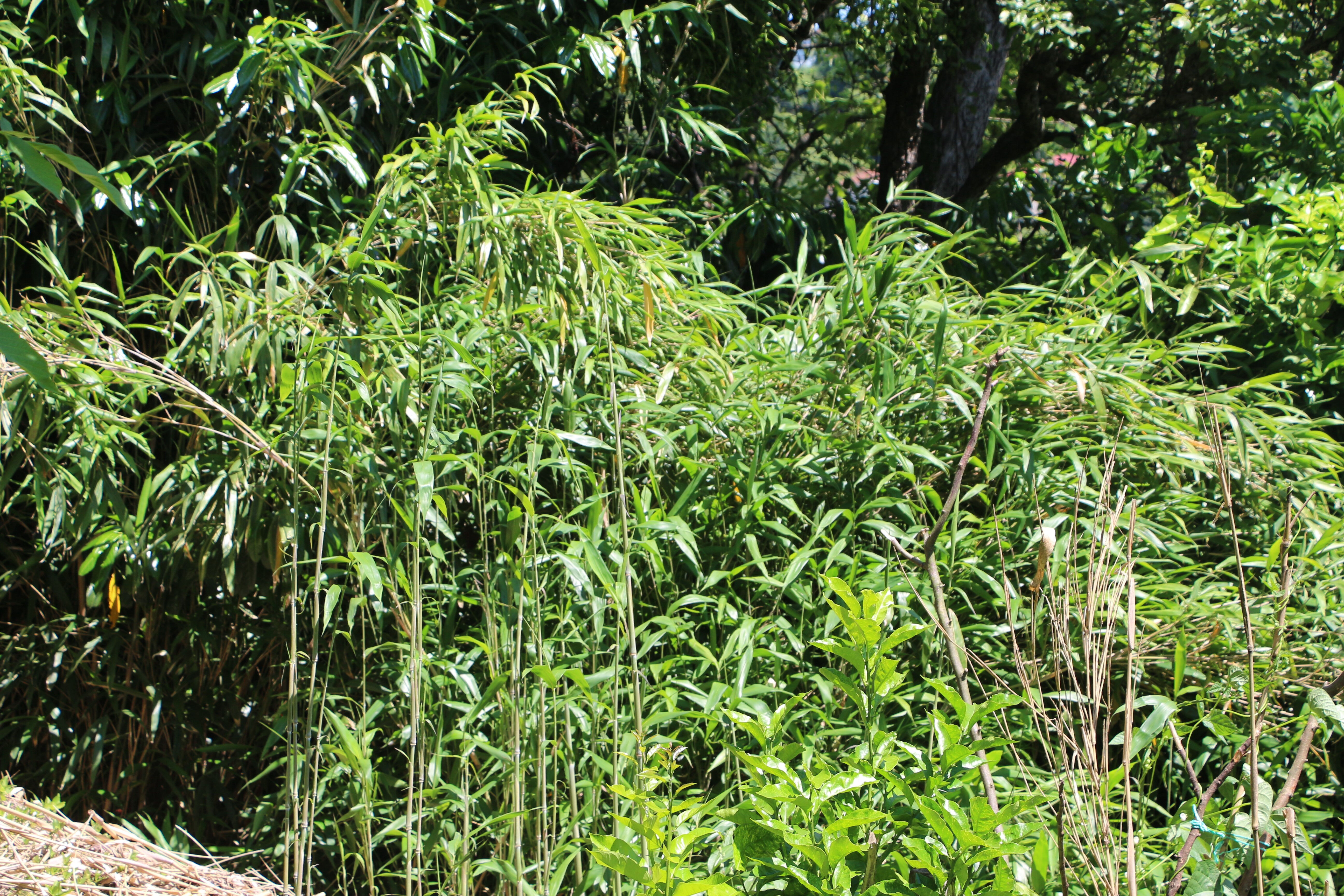 Kalem için ektiler, başlarına bela ettiler! Rizeli köylüler evinden olacak: Birkaç seneye köy kapanır - 3. Resim