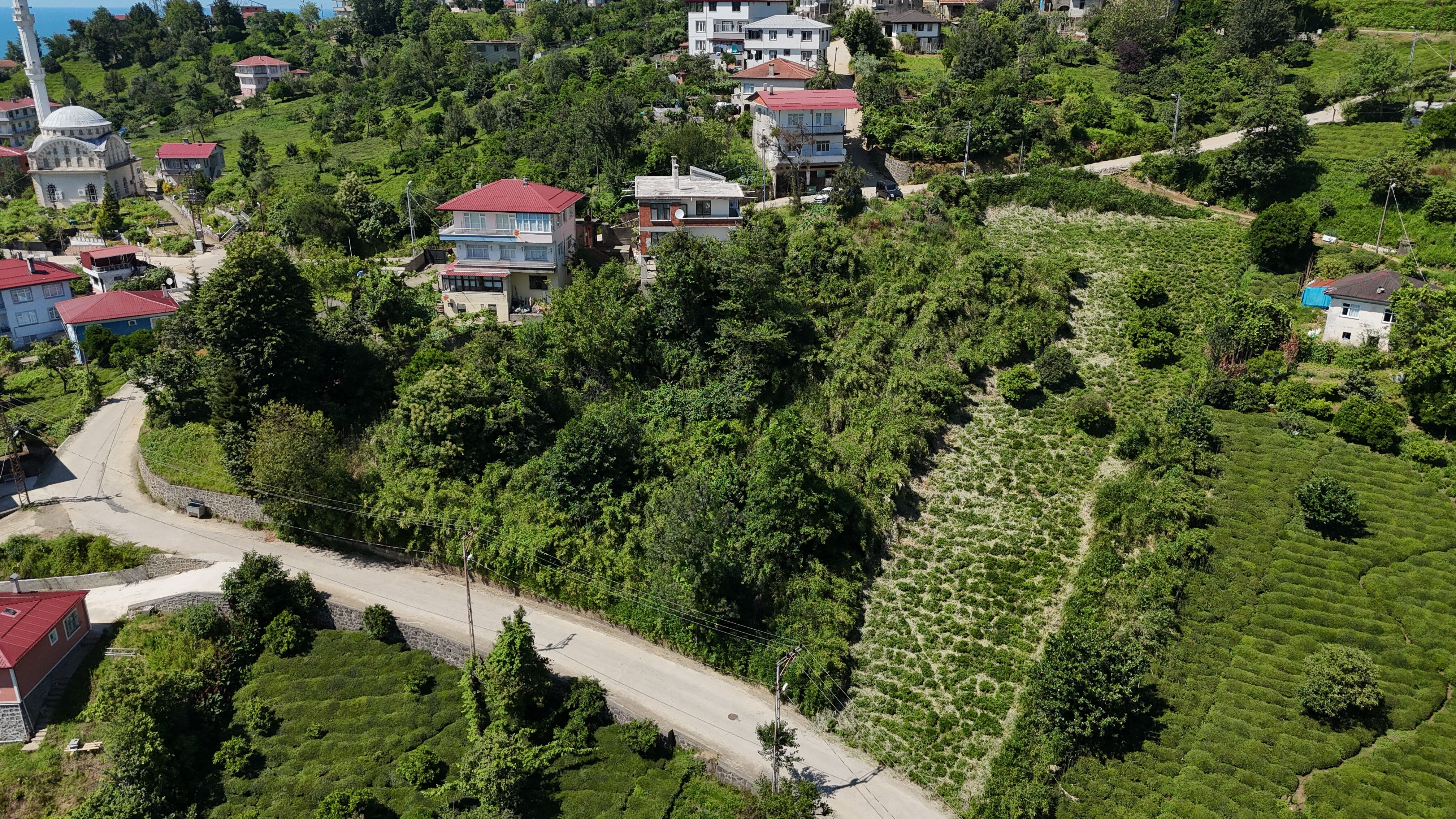Kalem için ektiler, başlarına bela ettiler! Rizeli köylüler evinden olacak: Birkaç seneye köy kapanır - 2. Resim